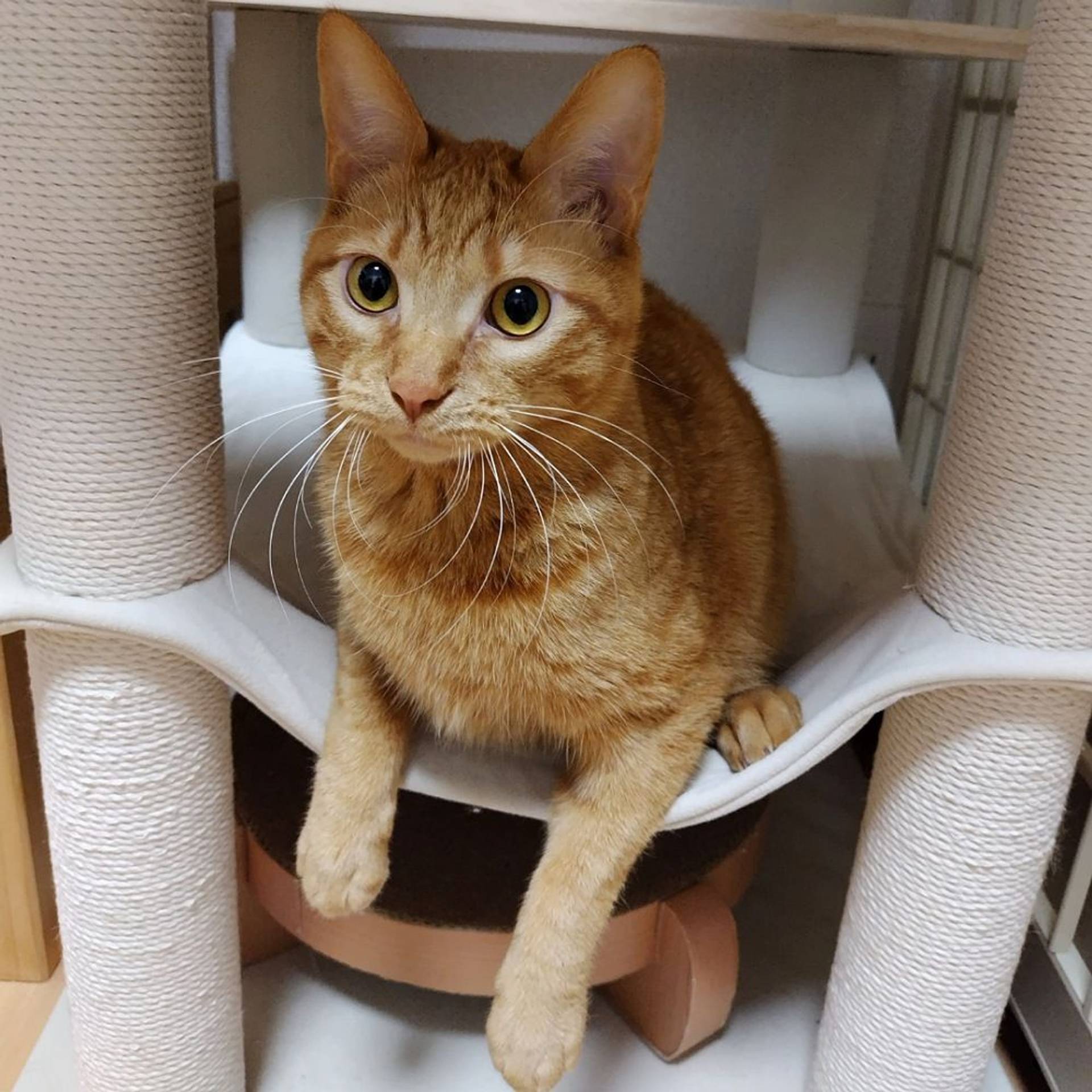 雑種（ミックス猫）・オスの里親募集の写真