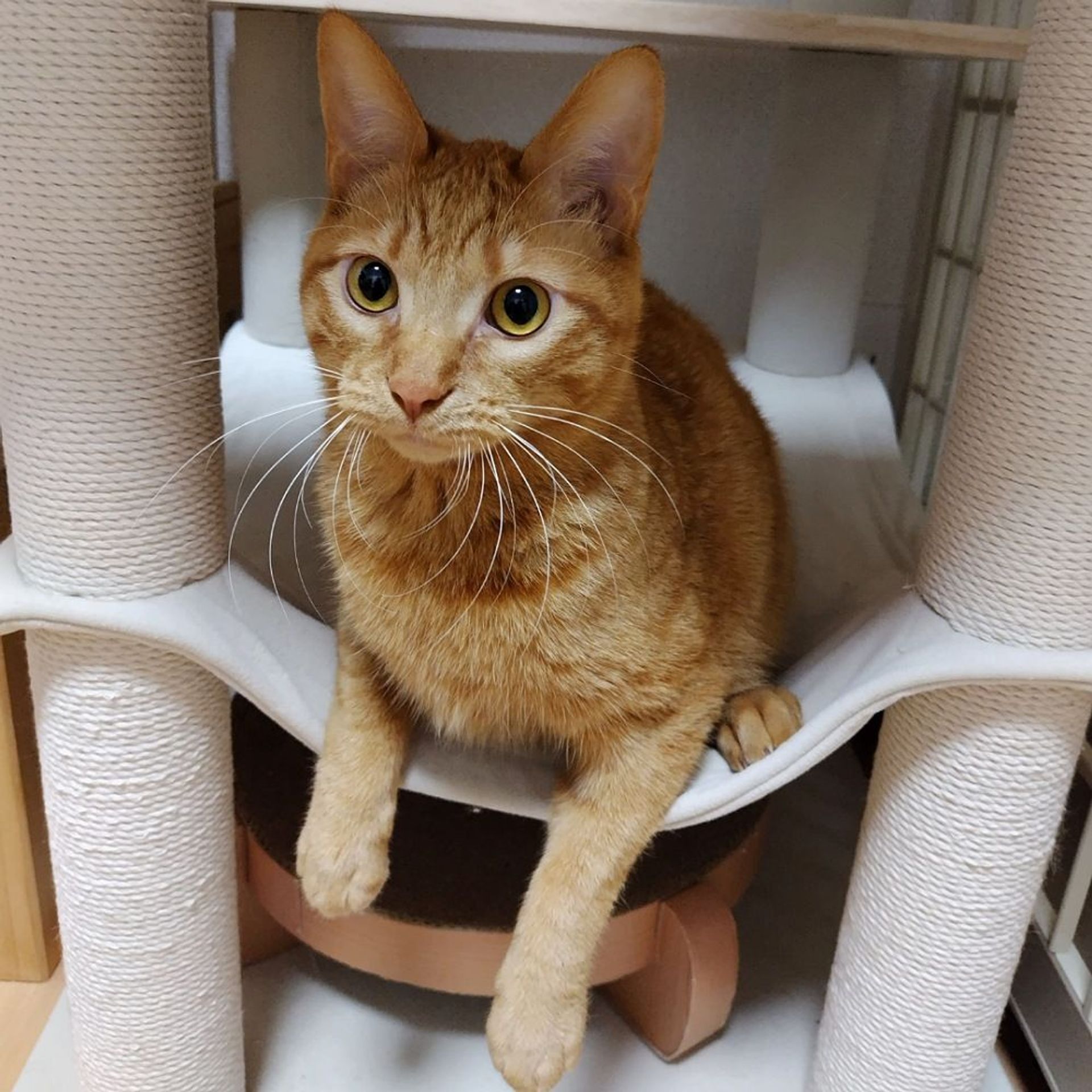雑種（ミックス猫）・オスの里親募集の写真