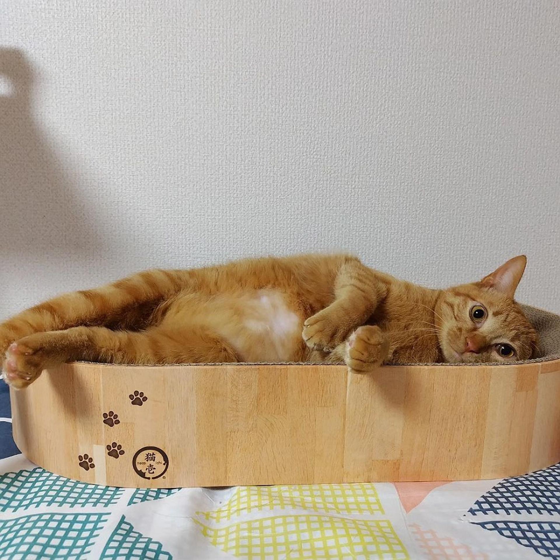 pet-image-2