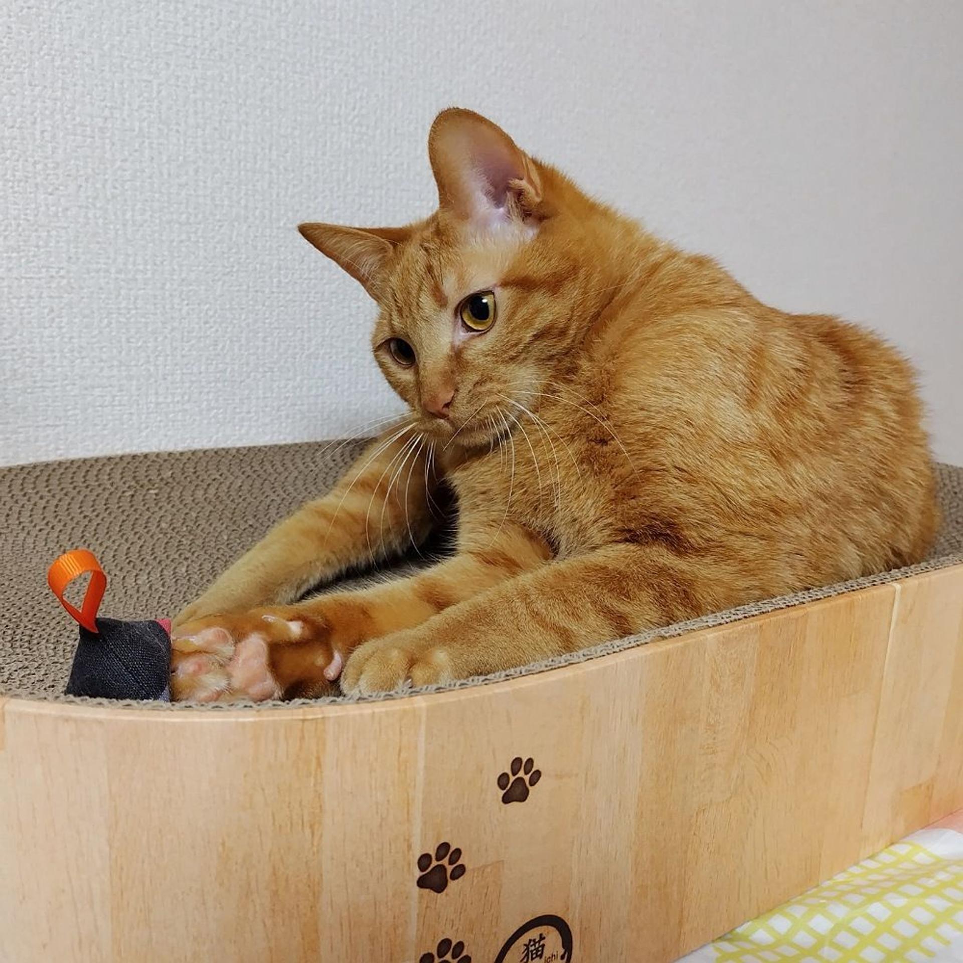 pet-image-3