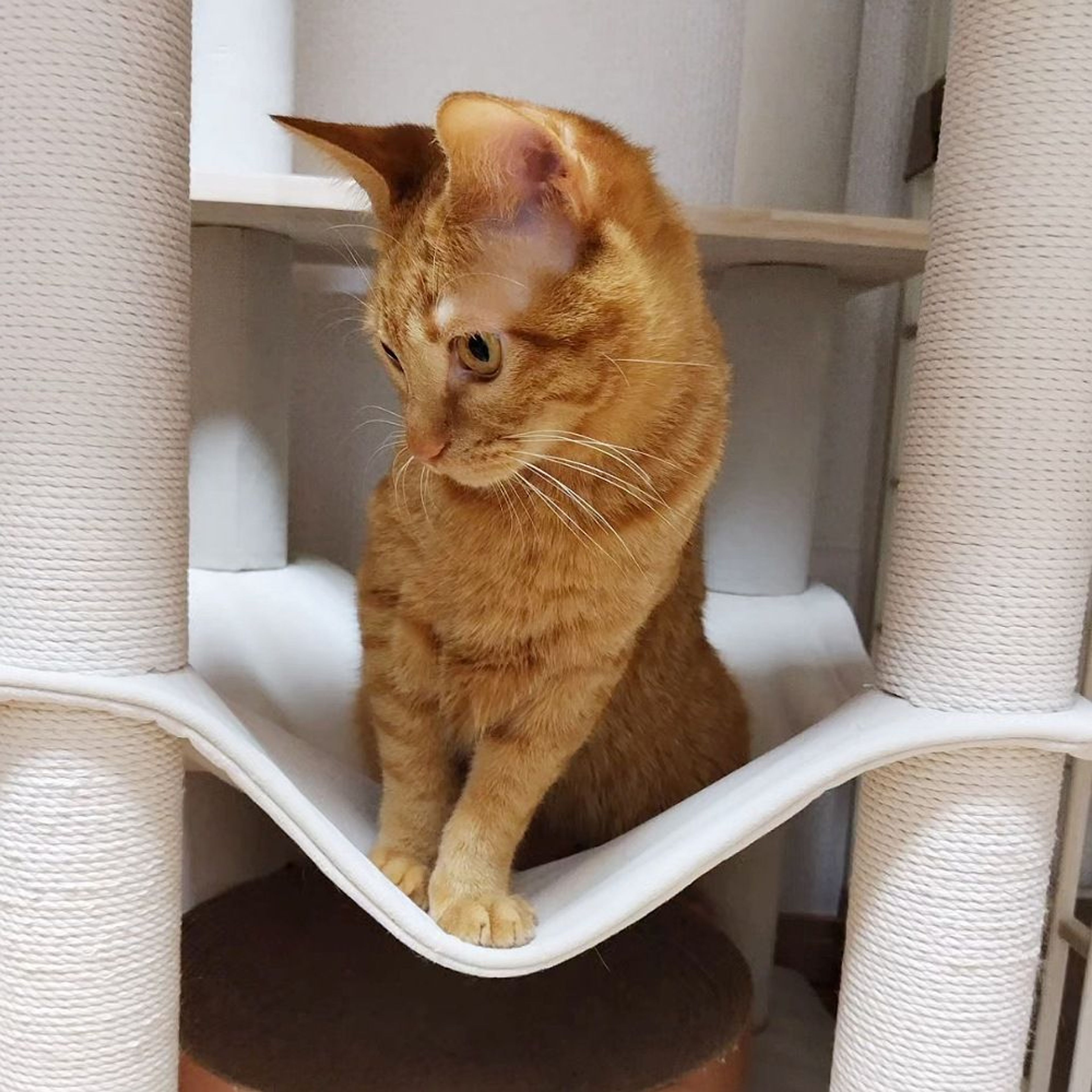 pet-image-6