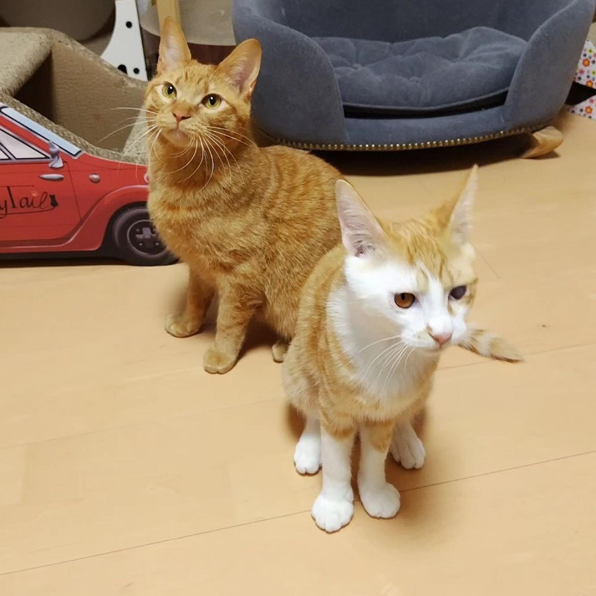 pet-image-7