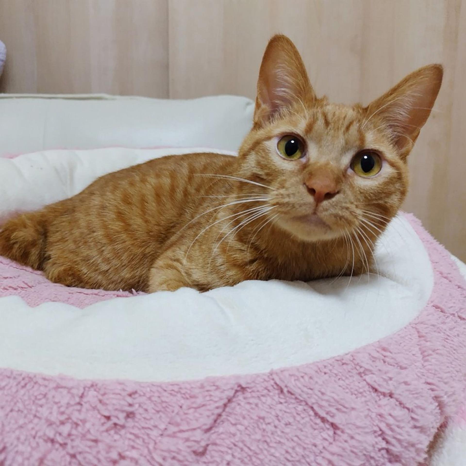pet-image-8