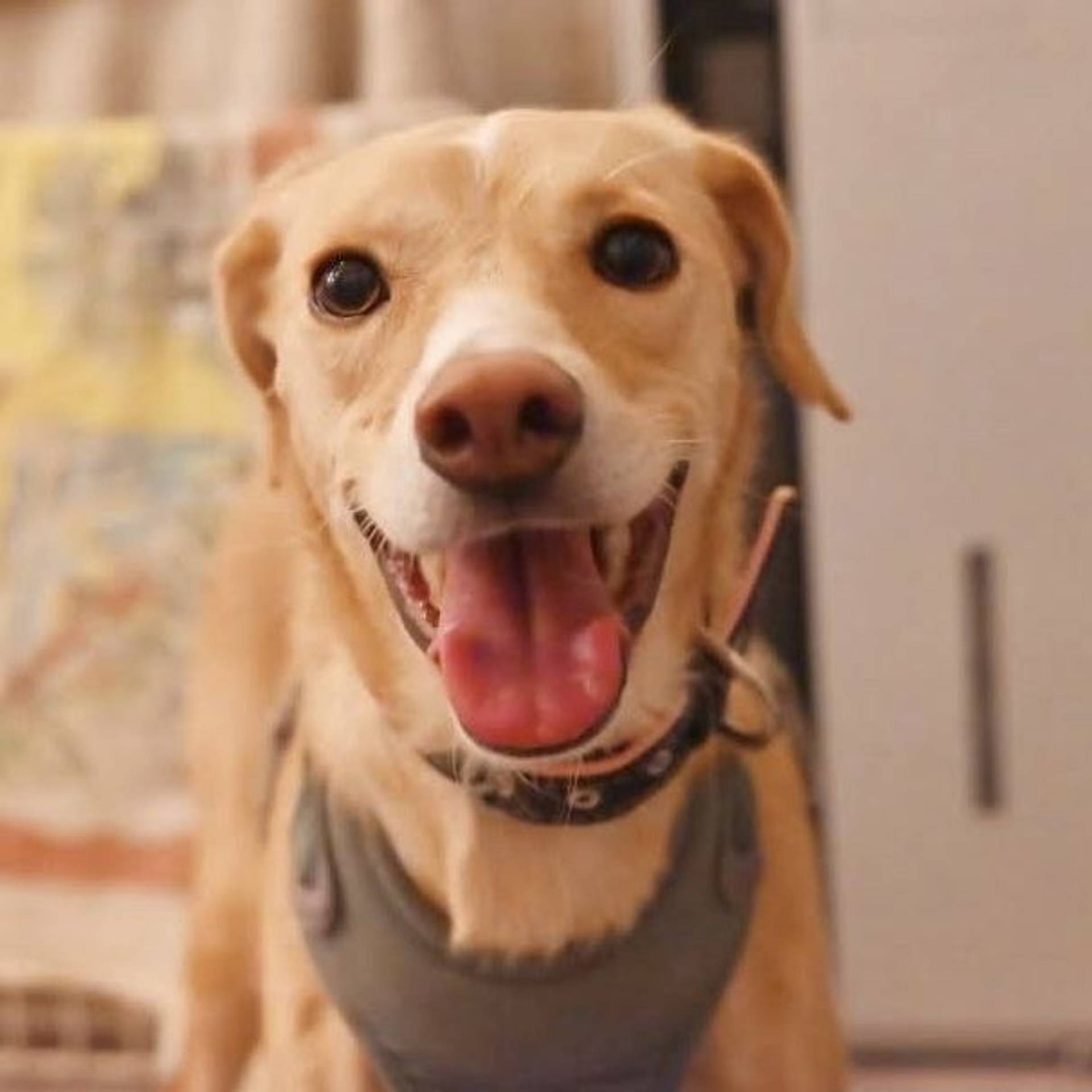 雑種（ミックス犬）・メスの里親募集の写真