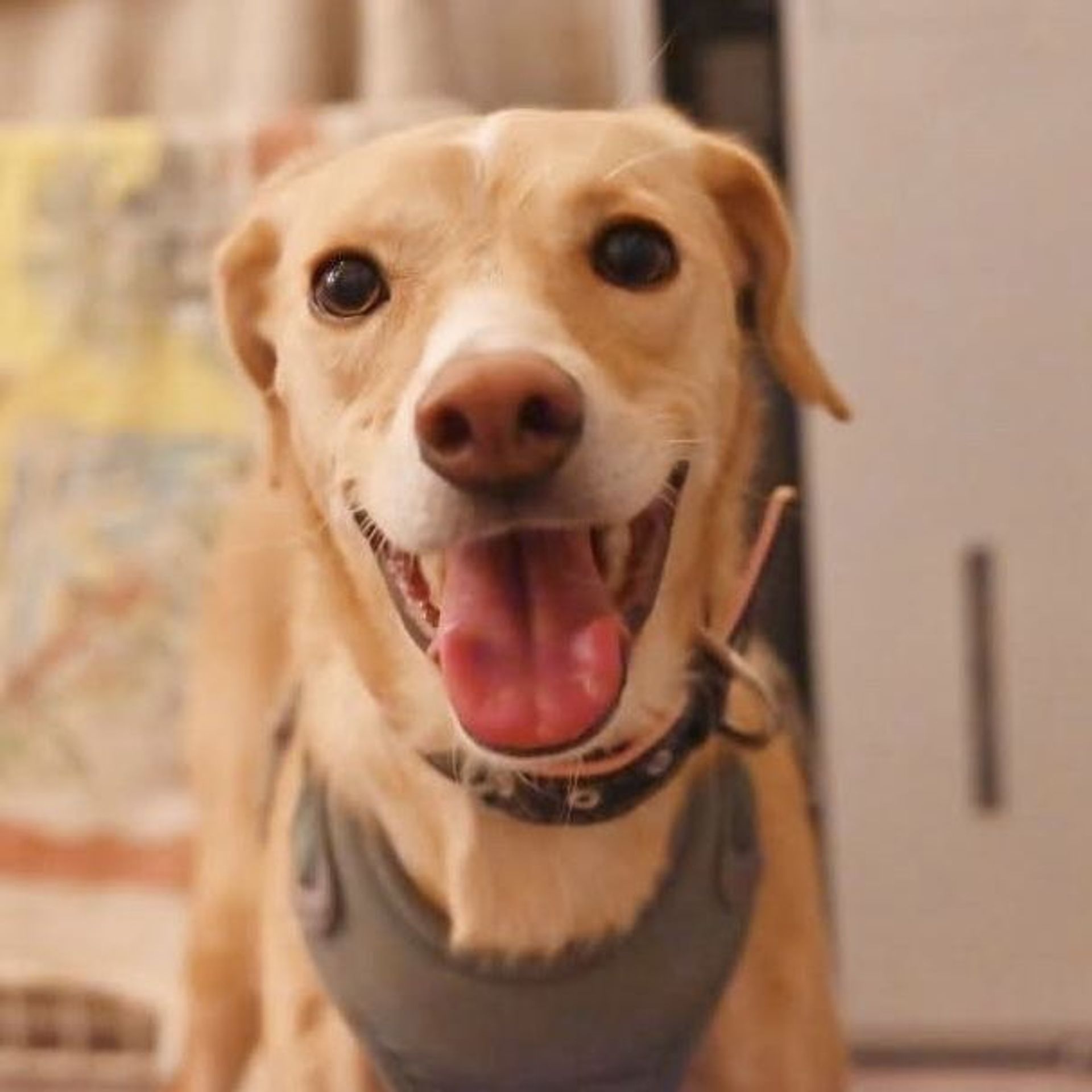 雑種（ミックス犬）・メスの里親募集の写真