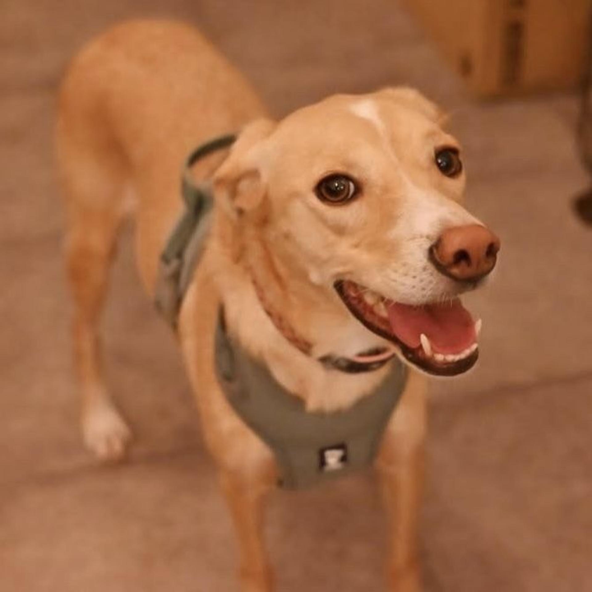 pet-image-2