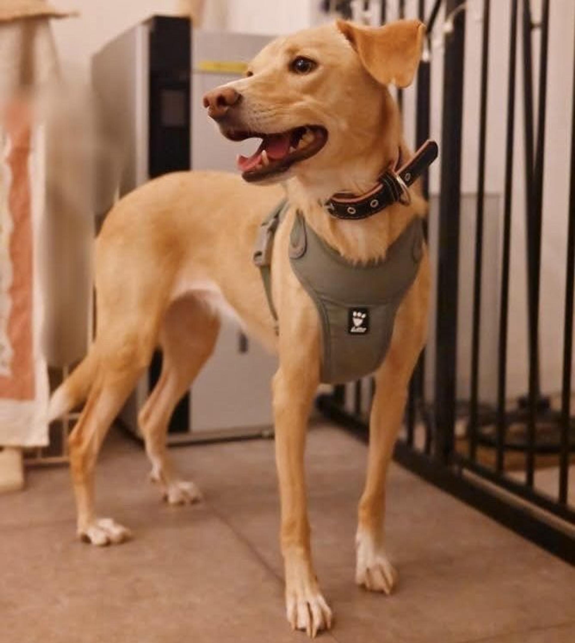 pet-image-3