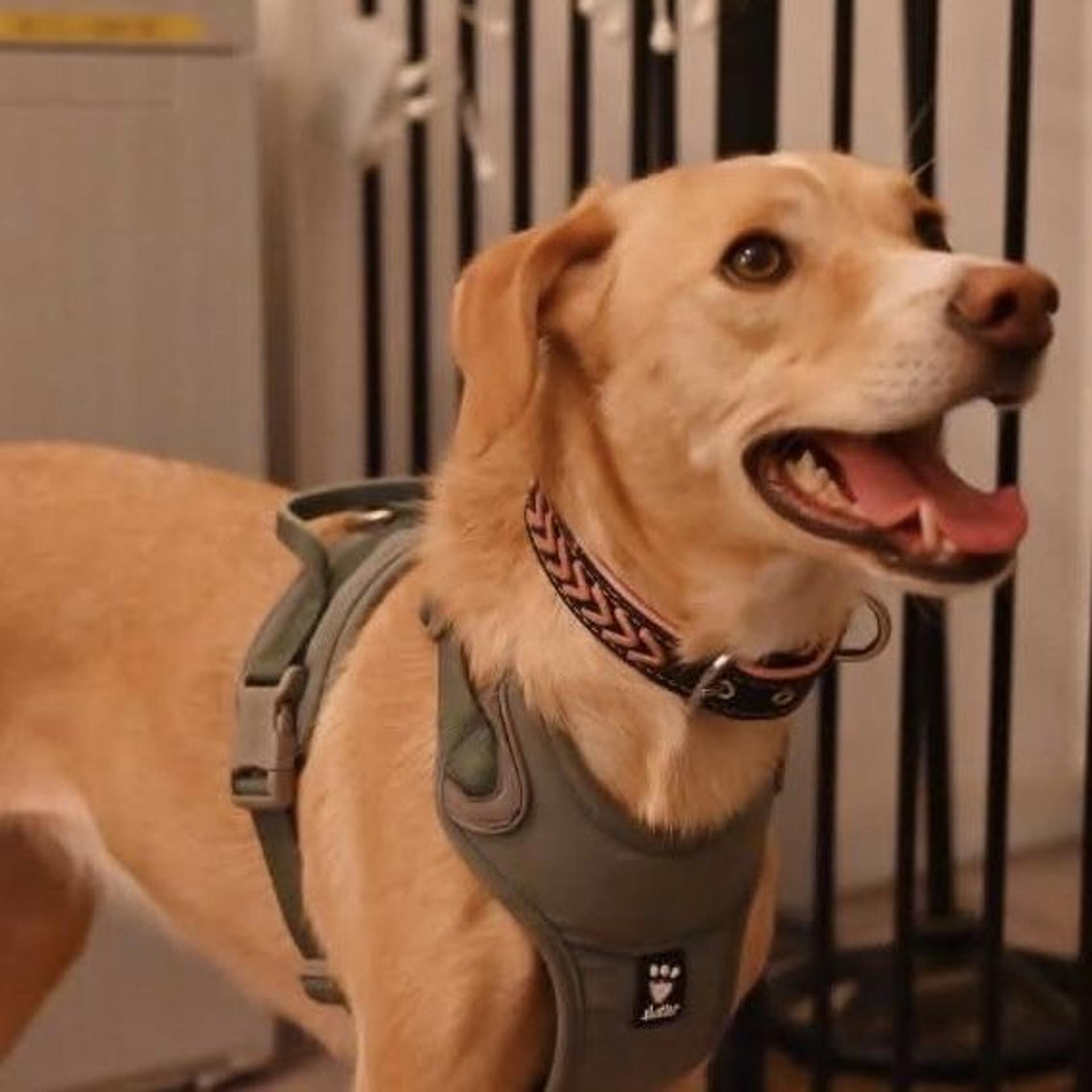 pet-image-4