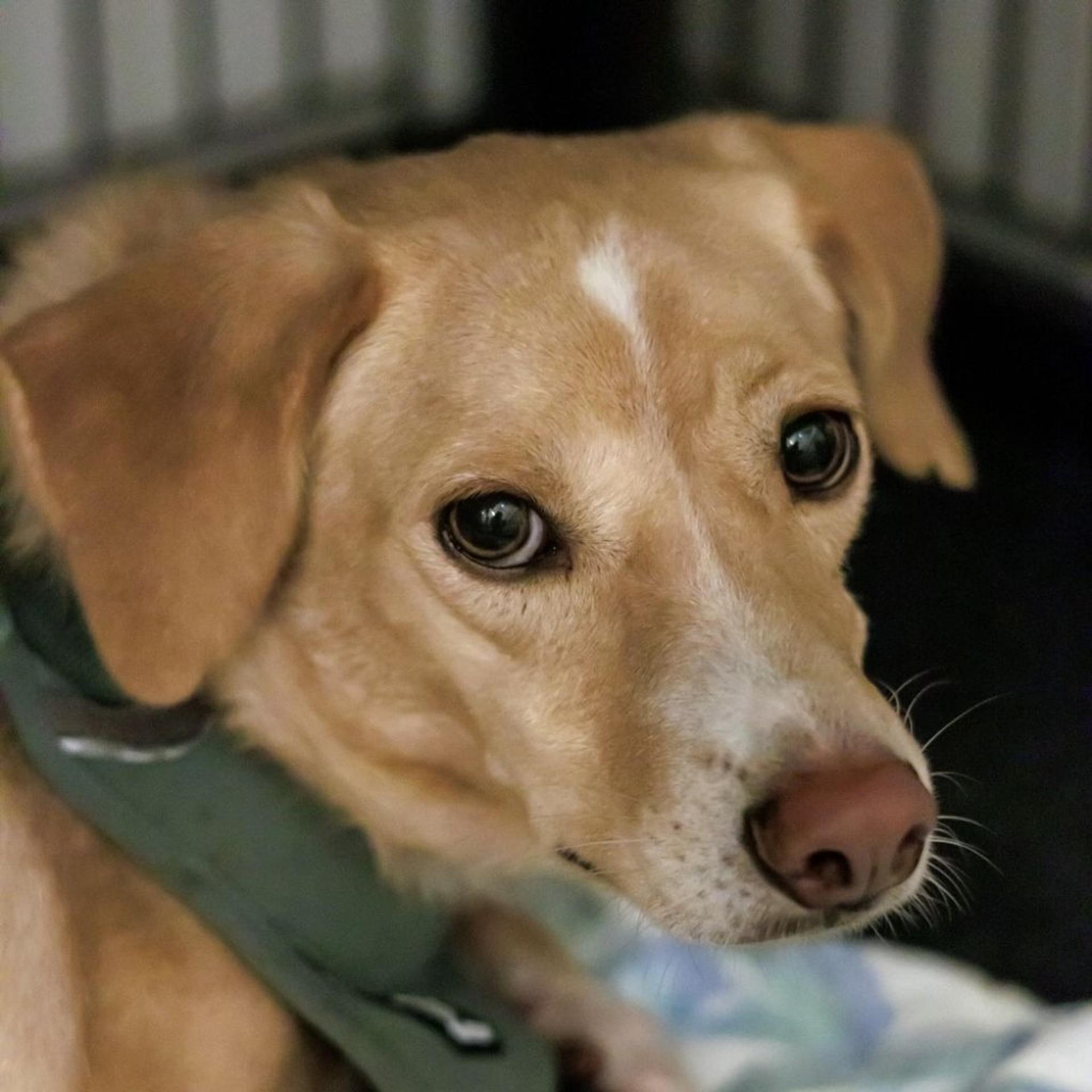 pet-image-7