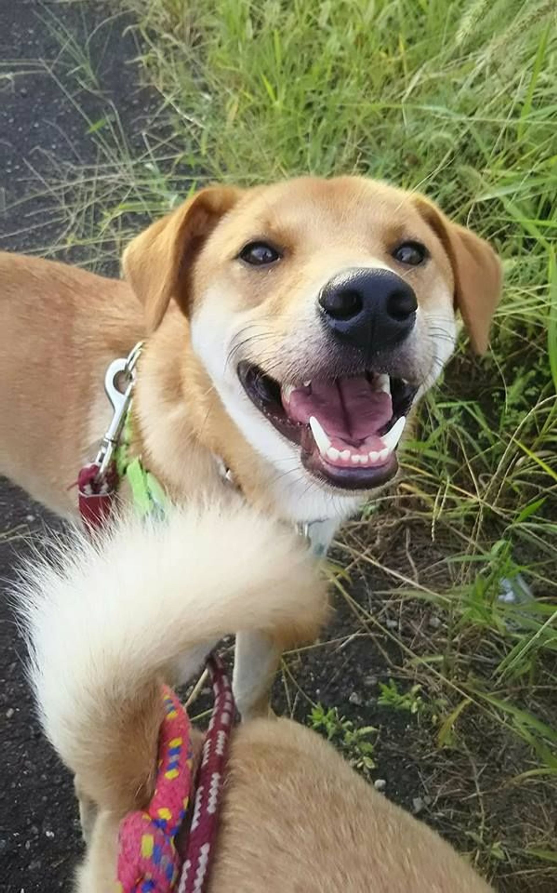 雑種（ミックス犬）・オスの里親募集の写真