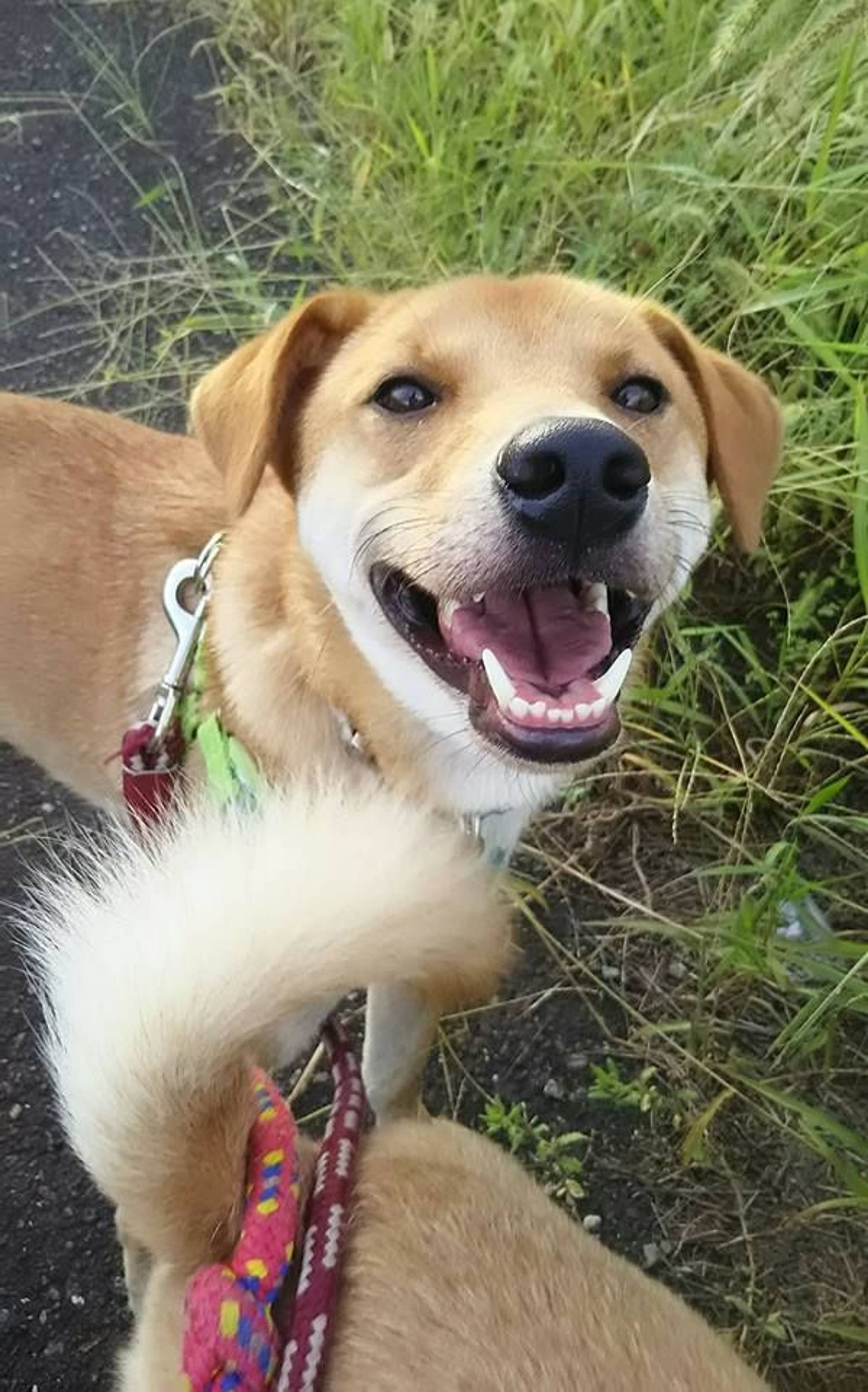 雑種（ミックス犬）・オスの里親募集の写真