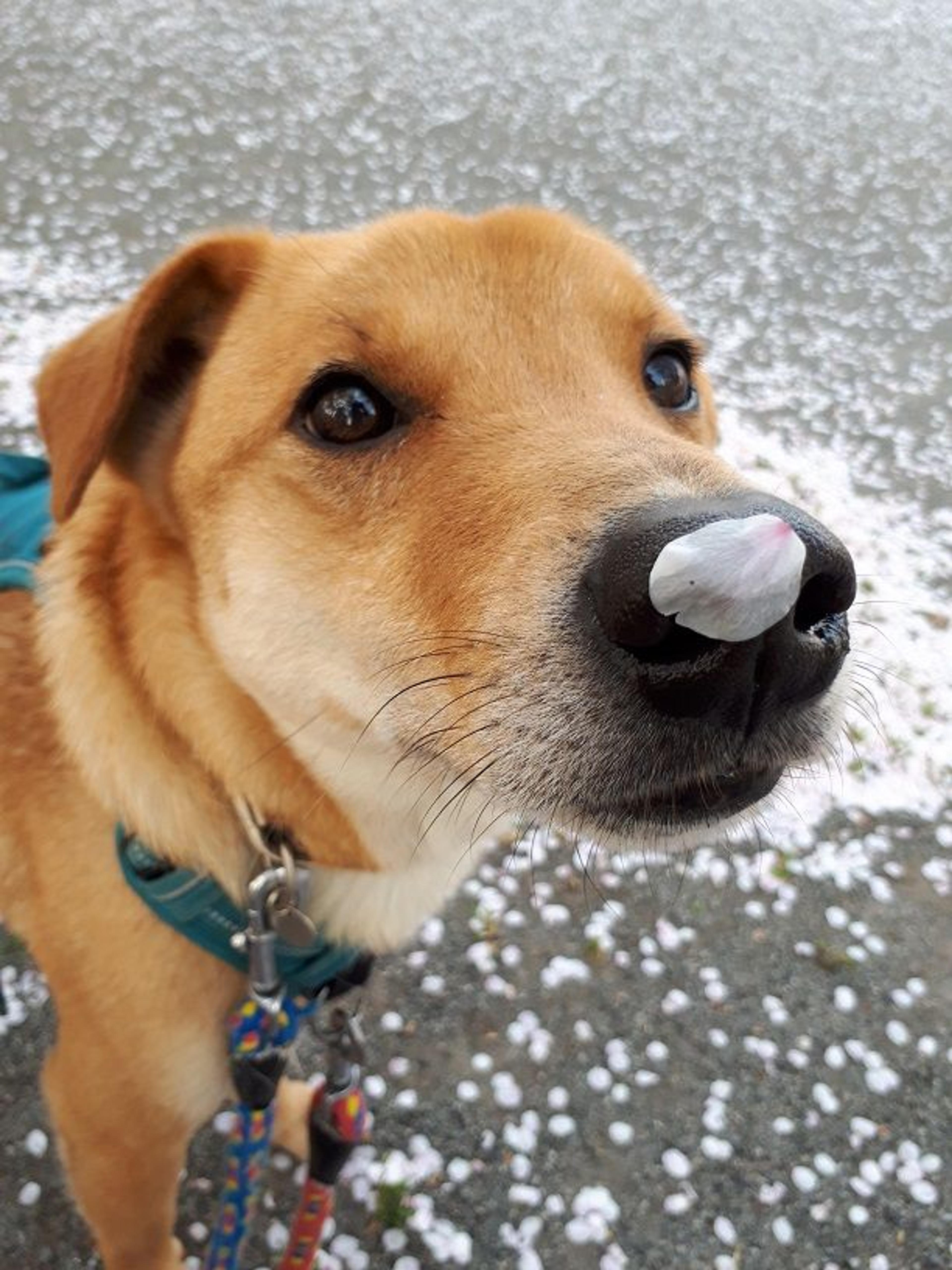 pet-image-2
