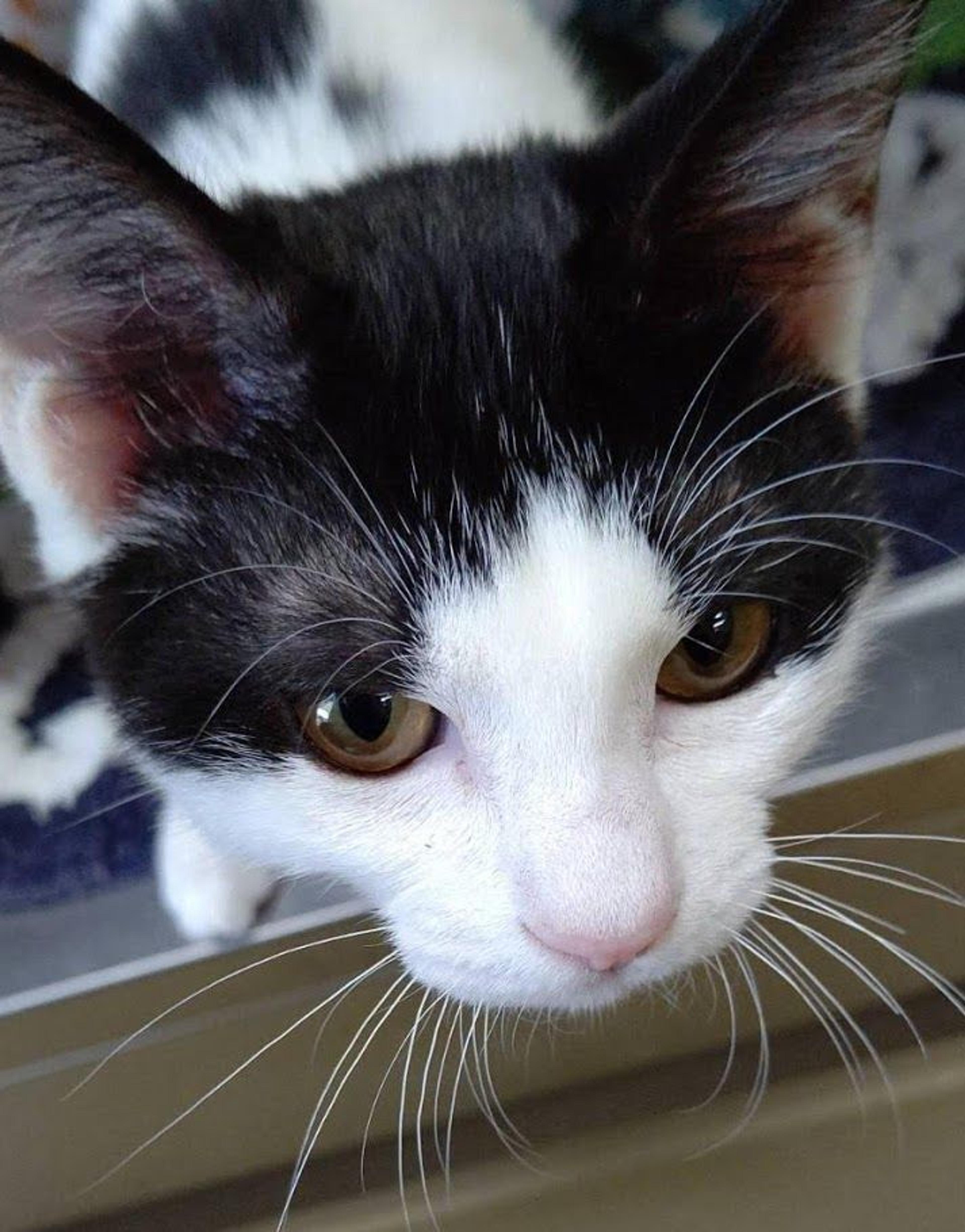 pet-image-6