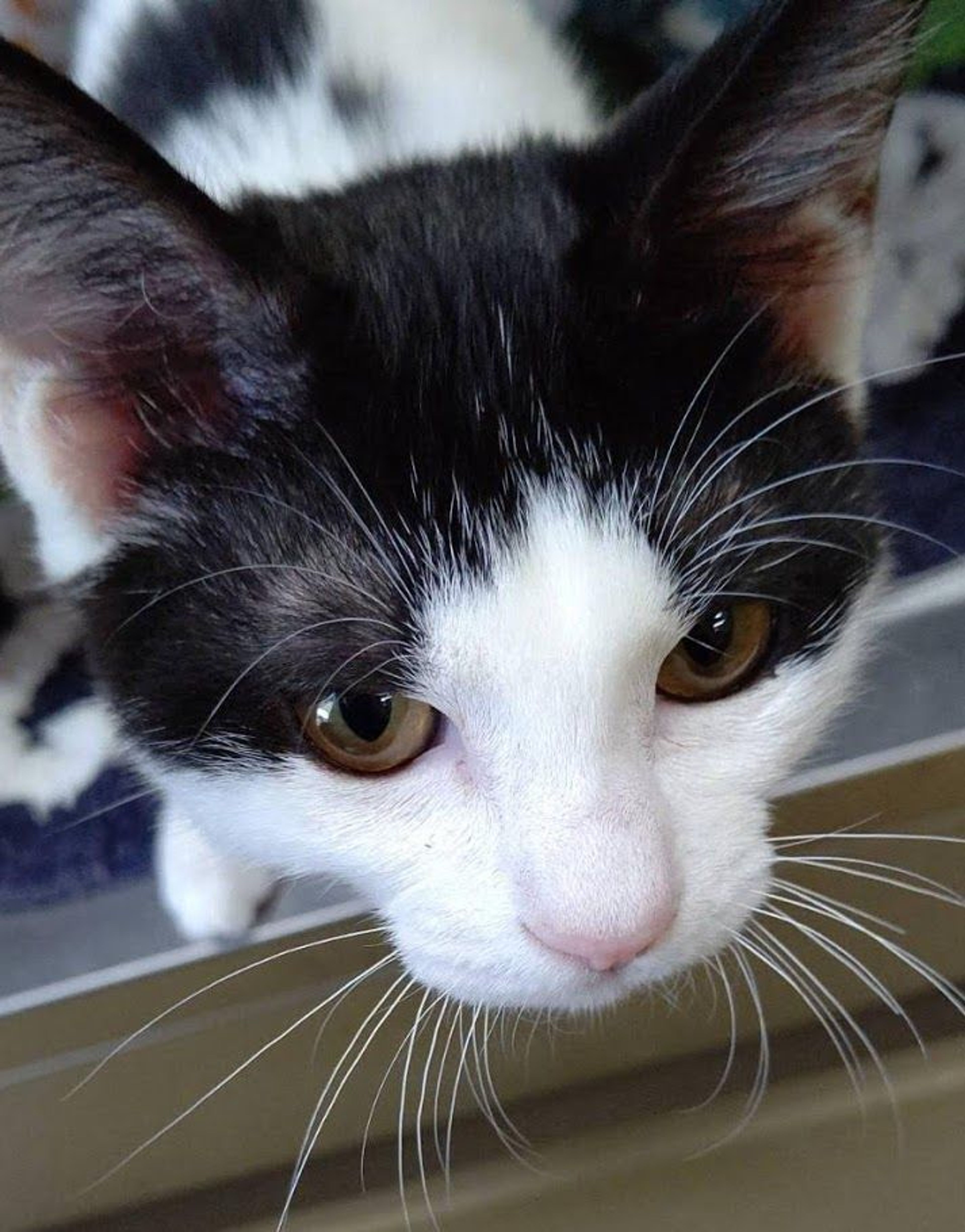 pet-image-6