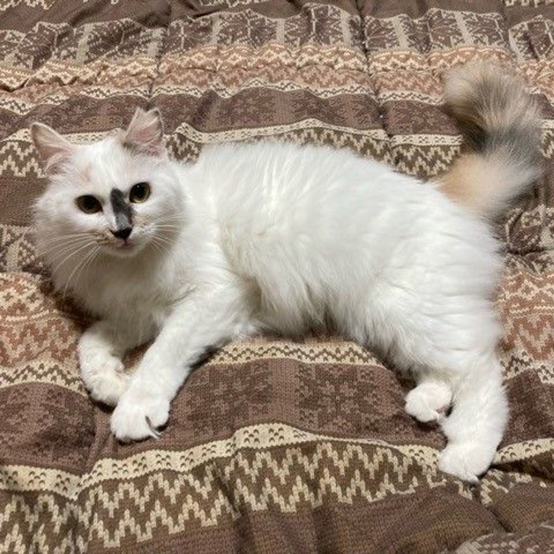 雑種（ミックス猫）・メスの里親募集の写真