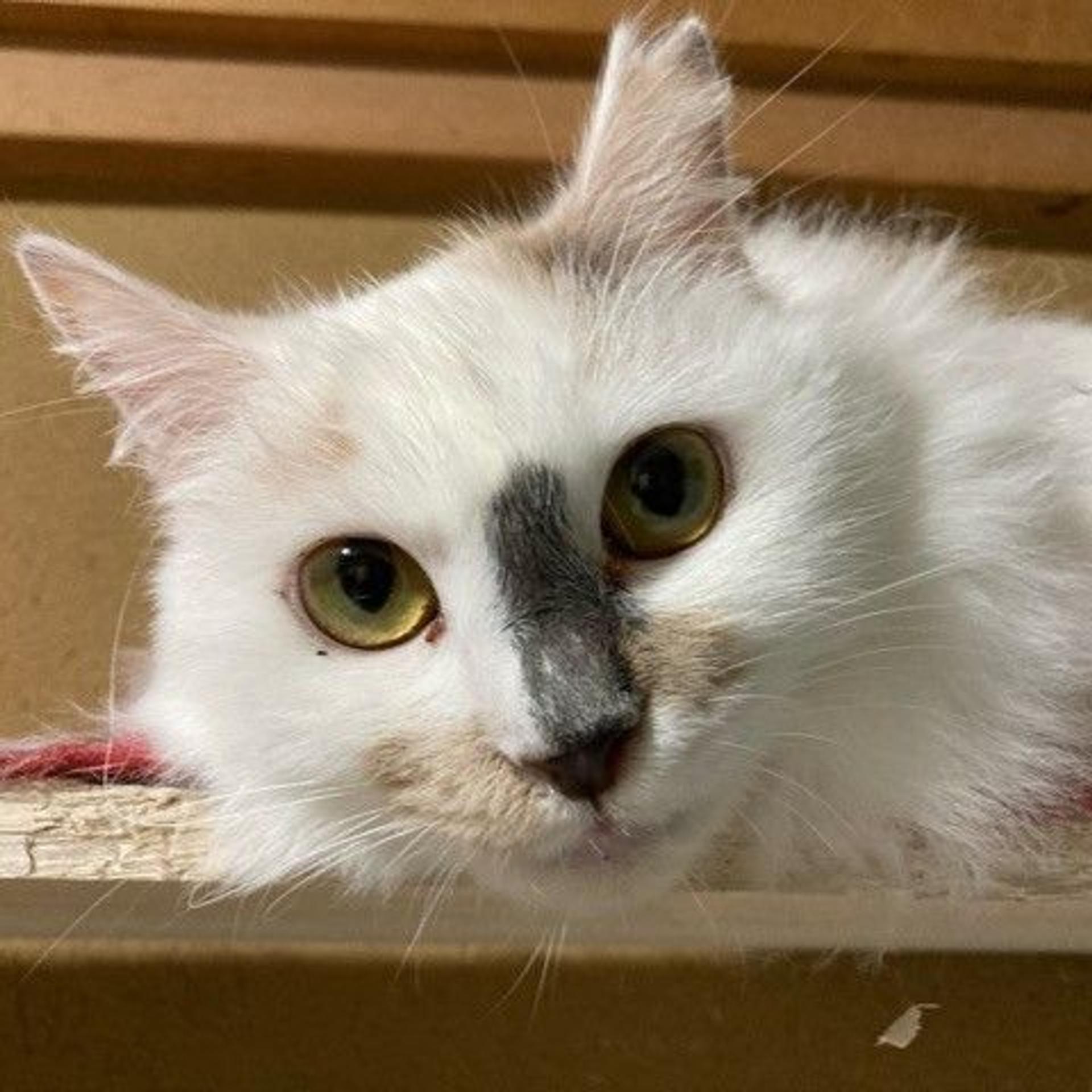 pet-image-2