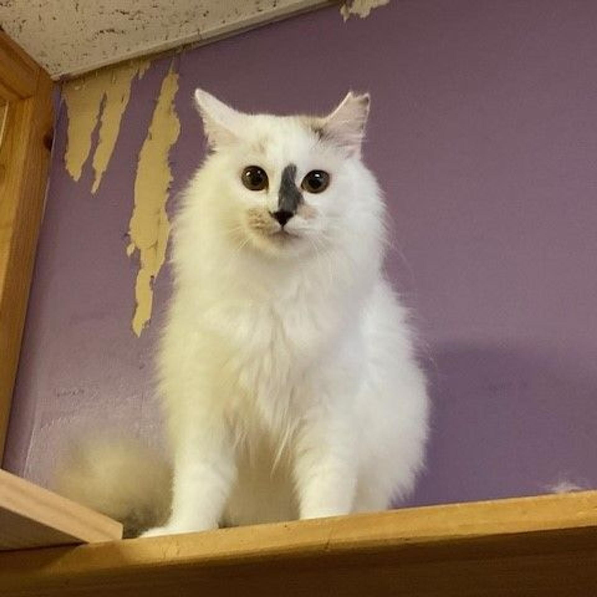 pet-image-3