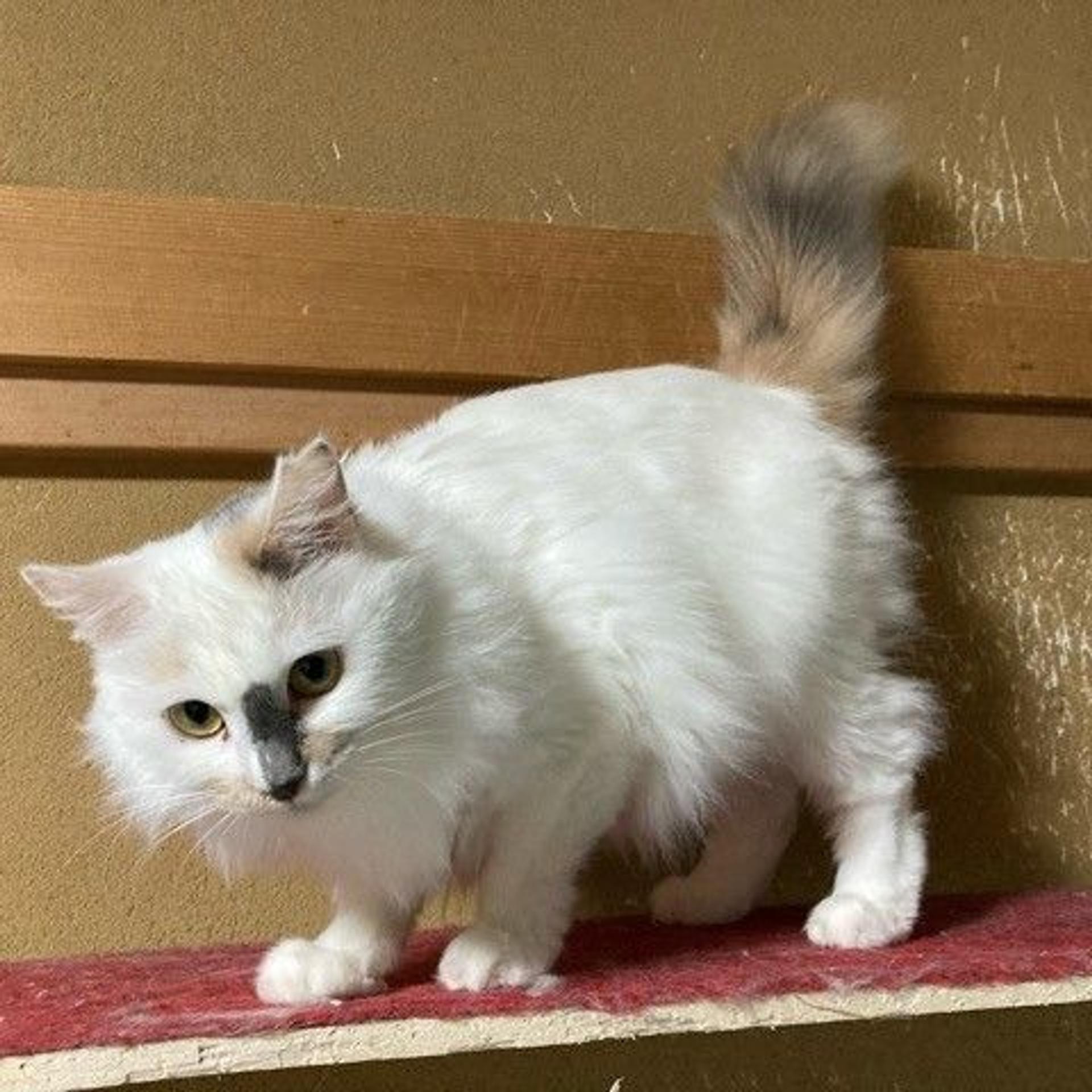 pet-image-4