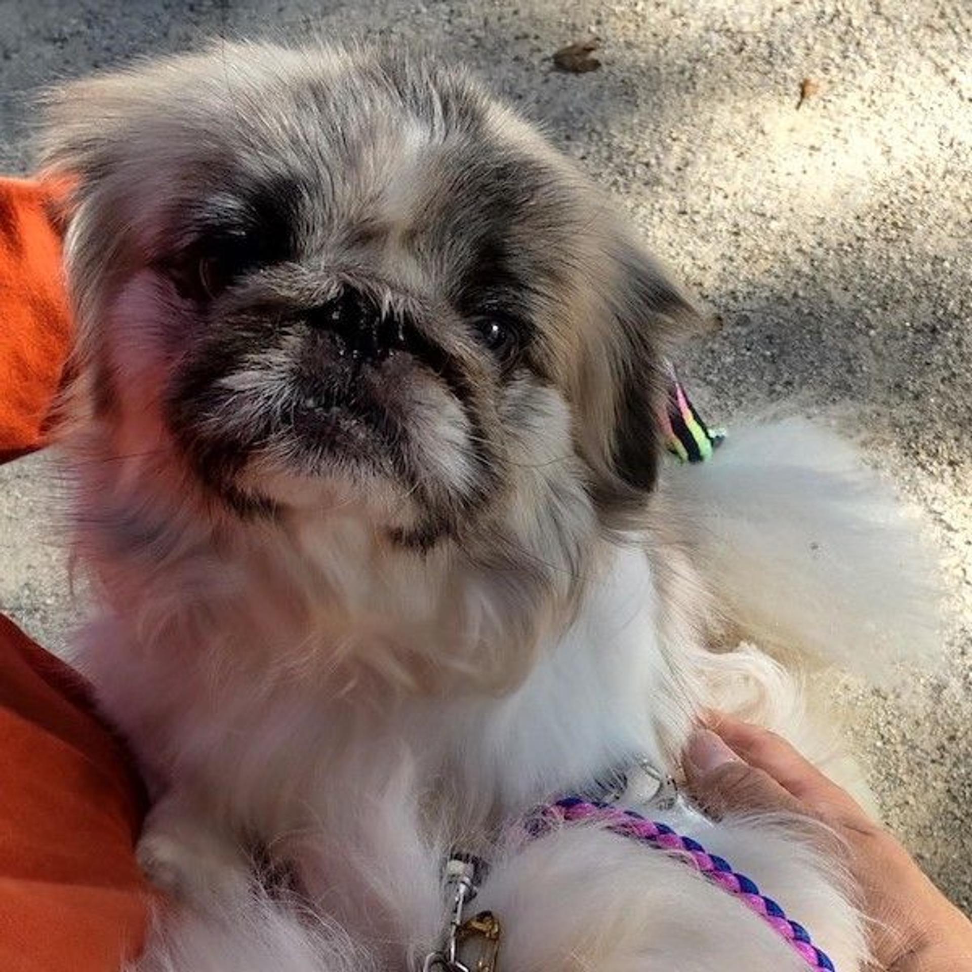 pet-image-2
