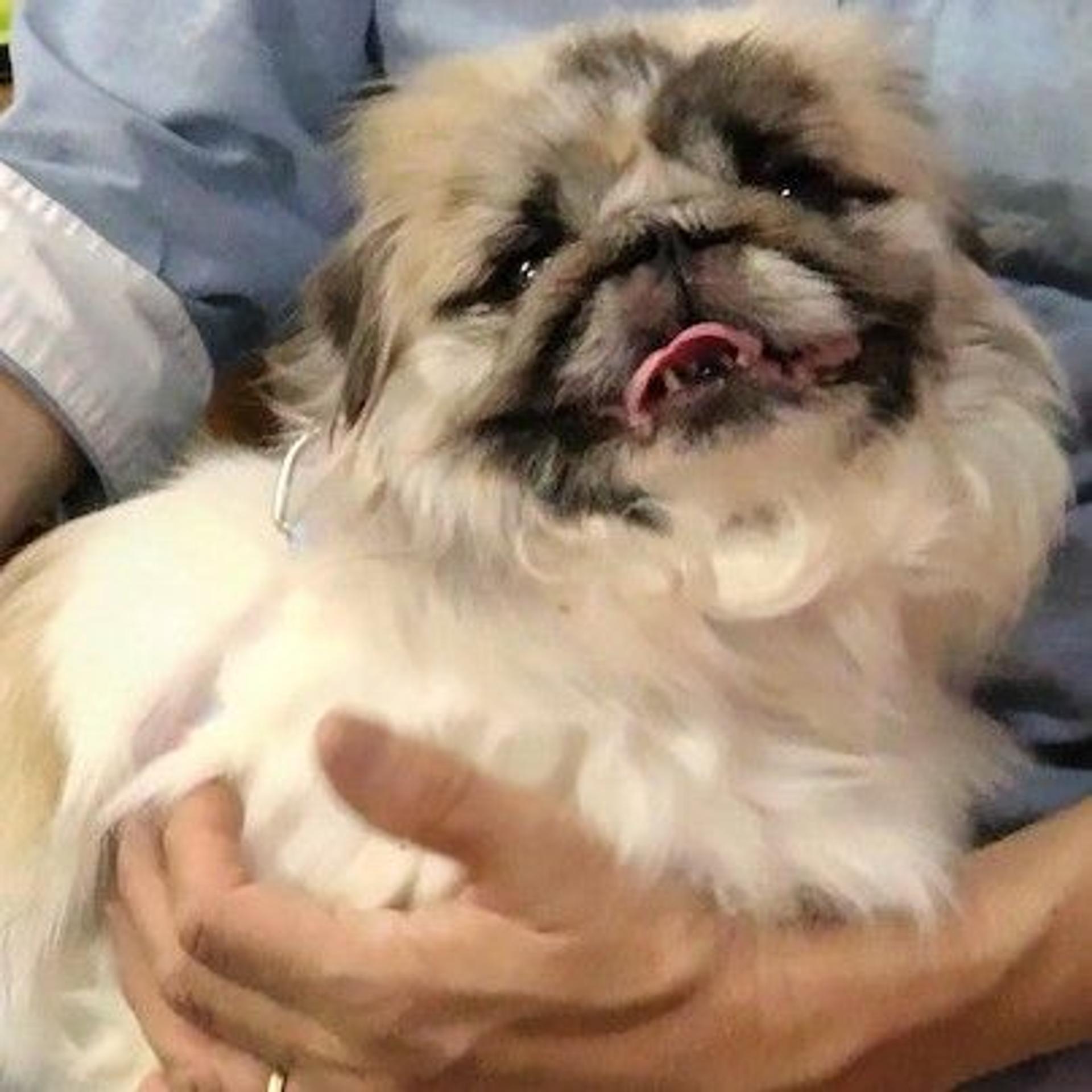 pet-image-3