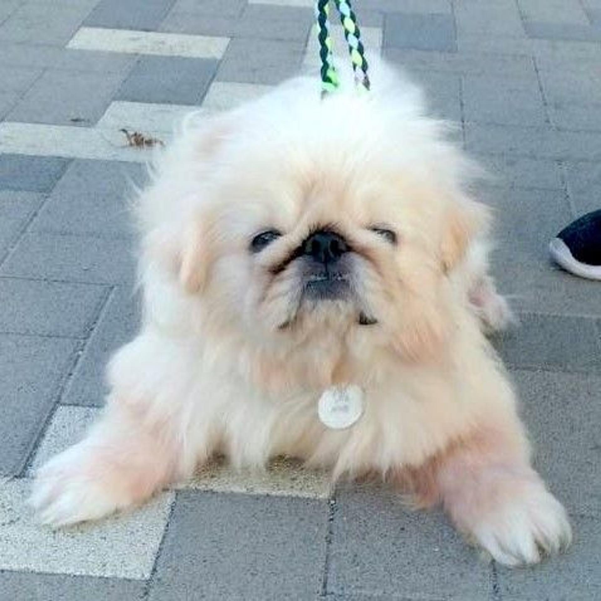 pet-image-2
