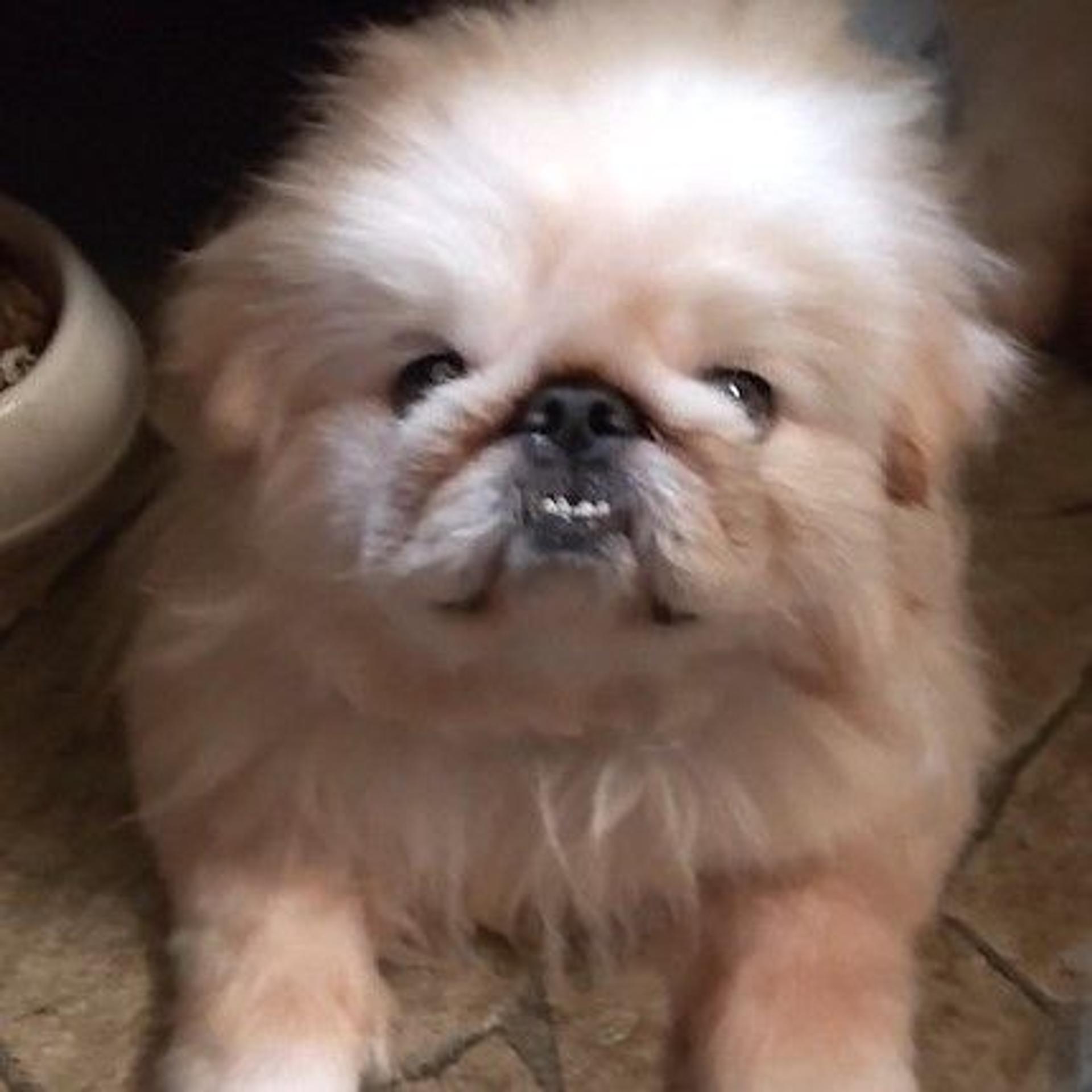 pet-image-3