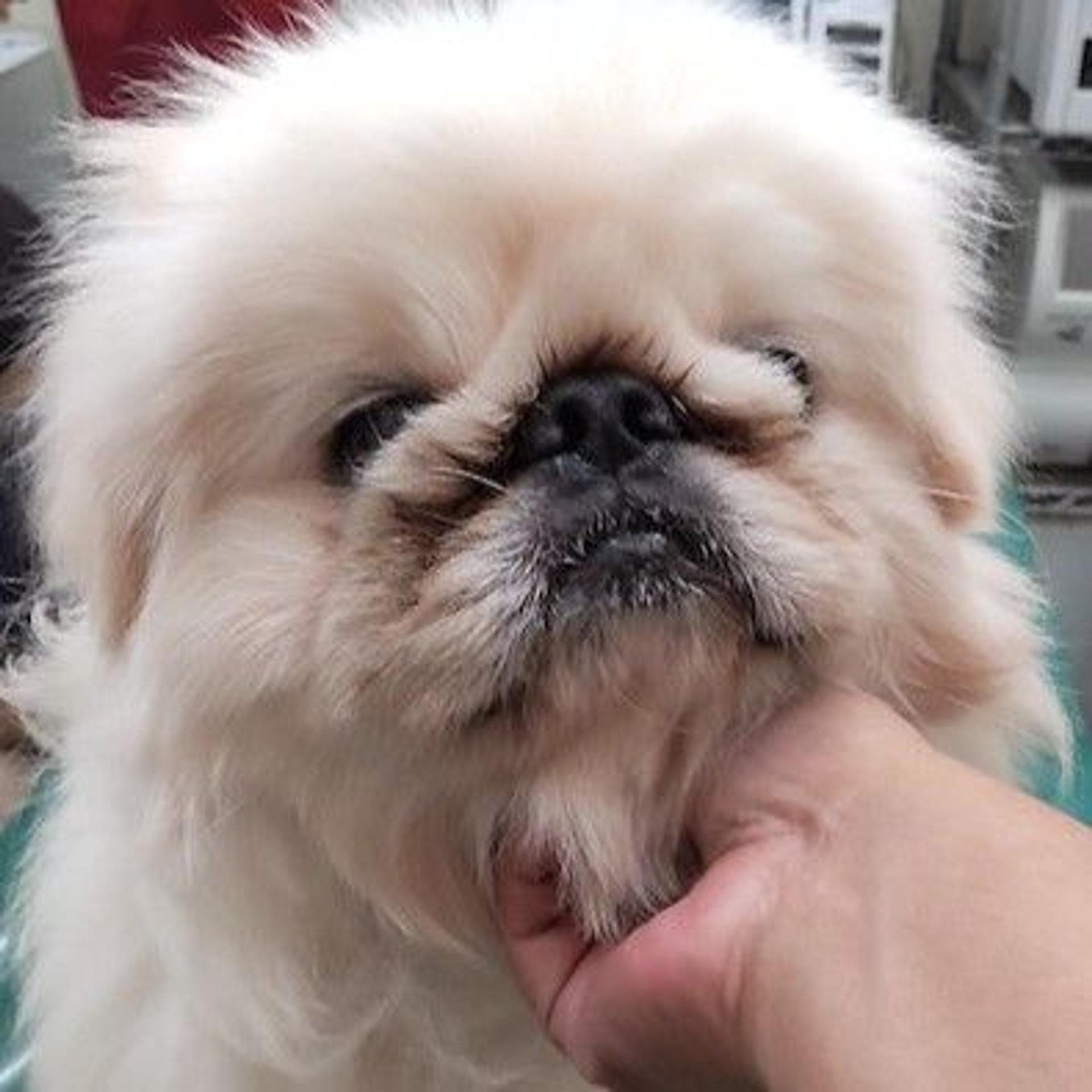 pet-image-4