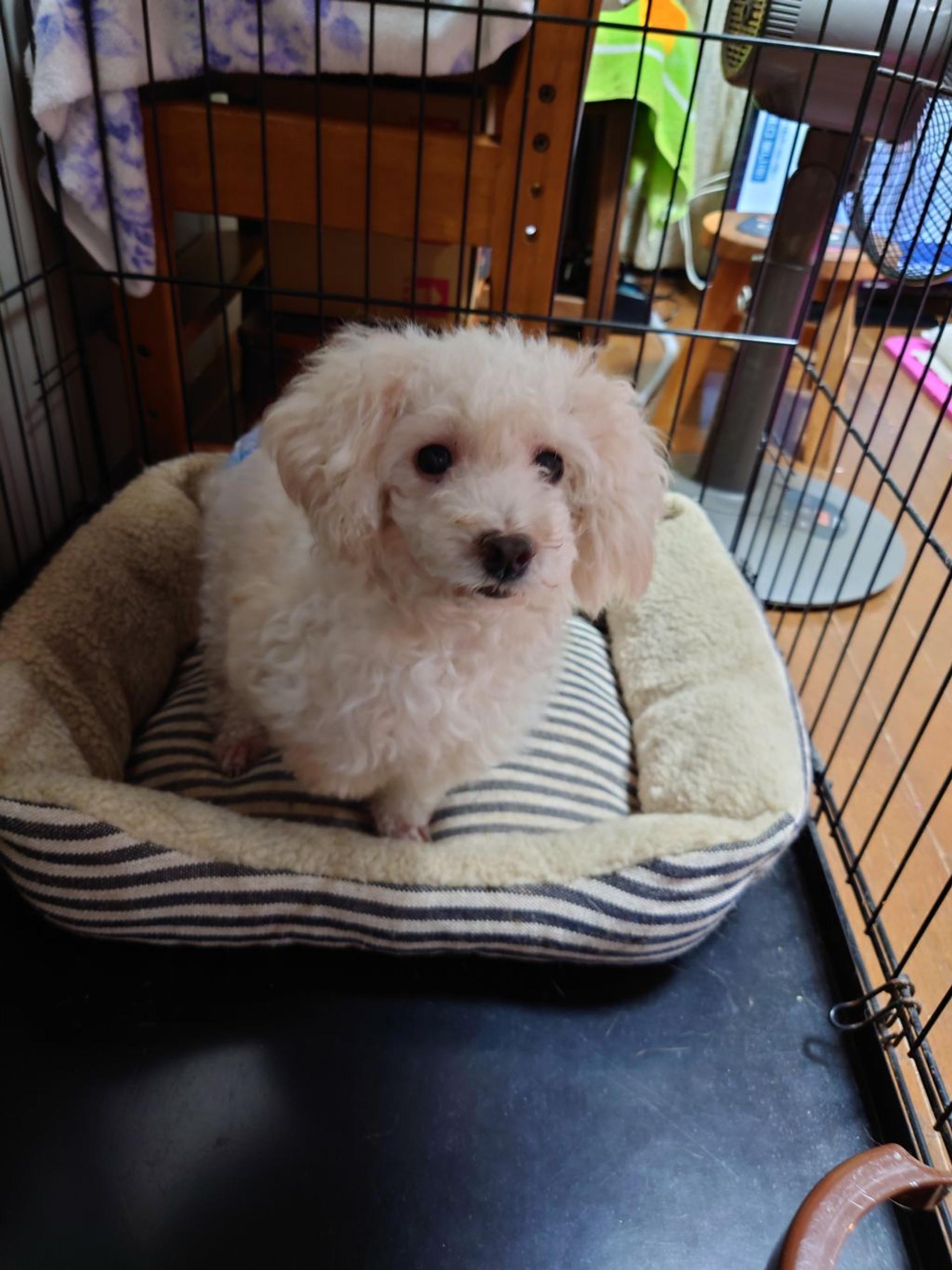 pet-image-2