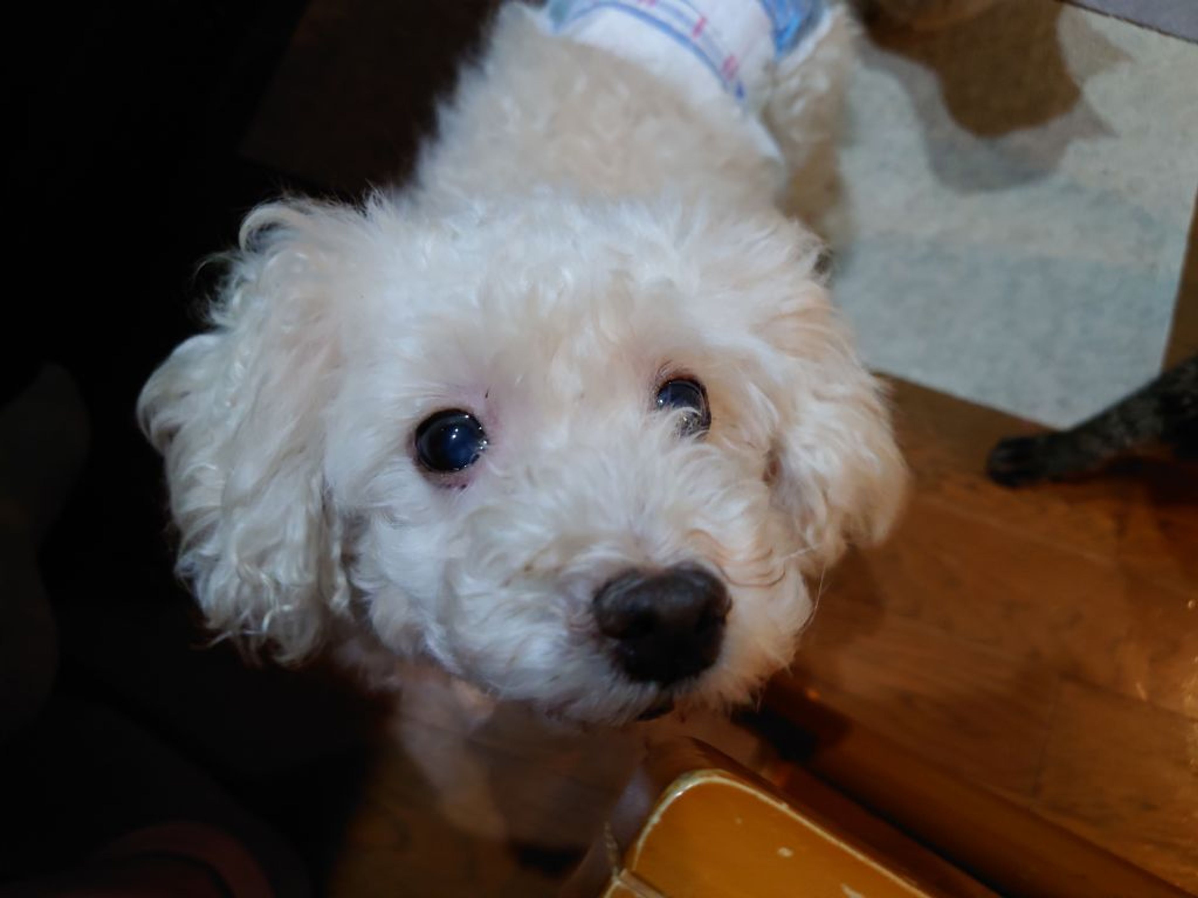 pet-image-3