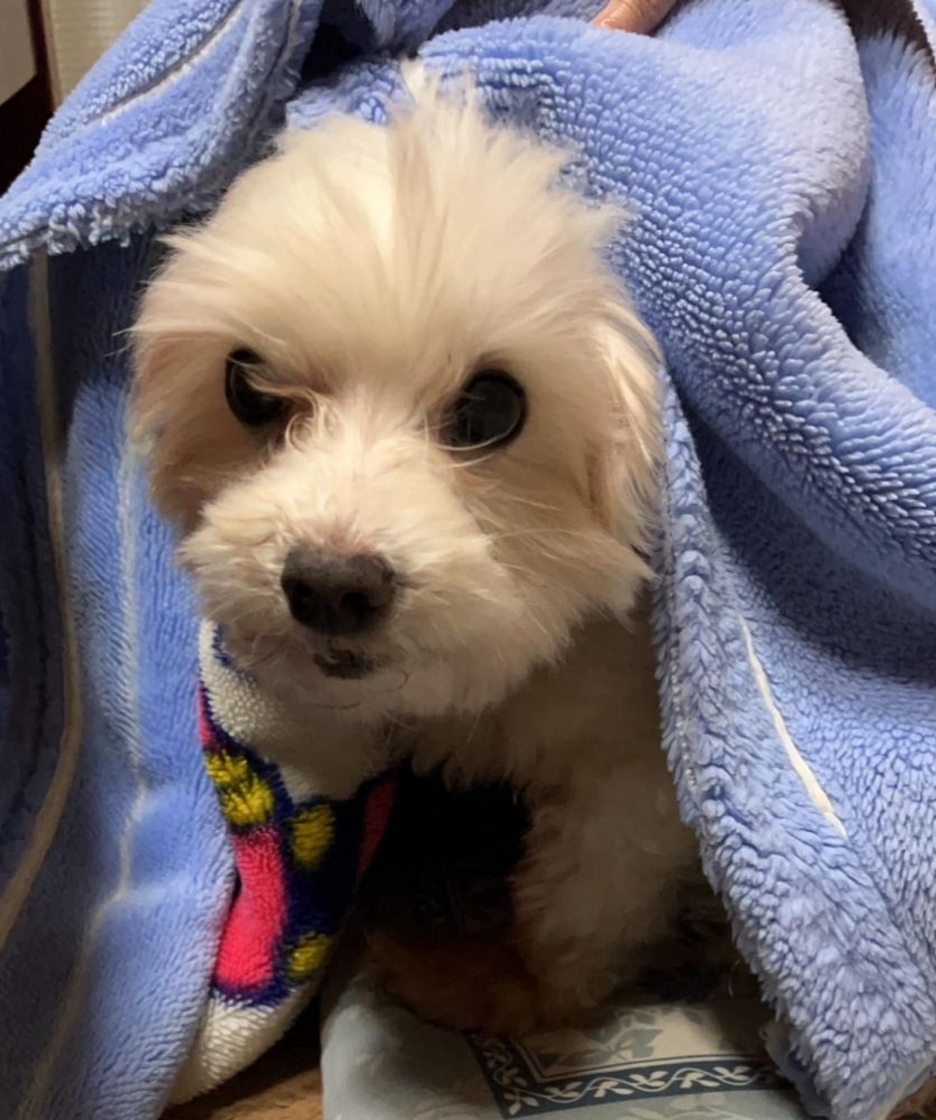 pet-image-2
