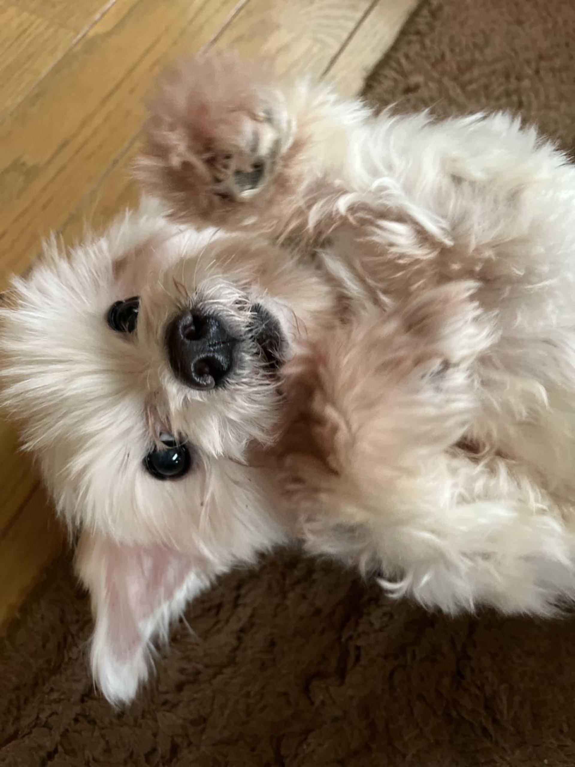pet-image-4