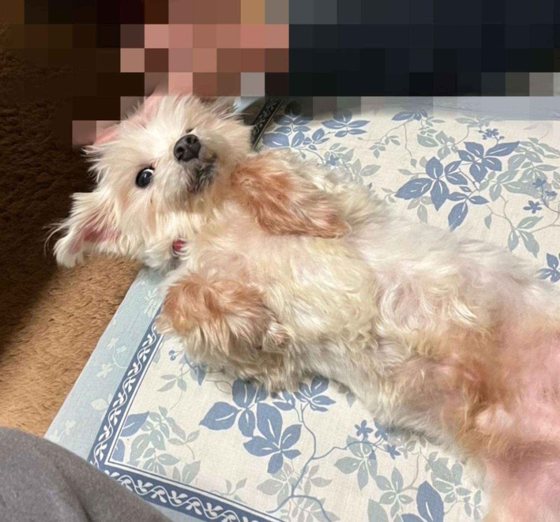 pet-image-5