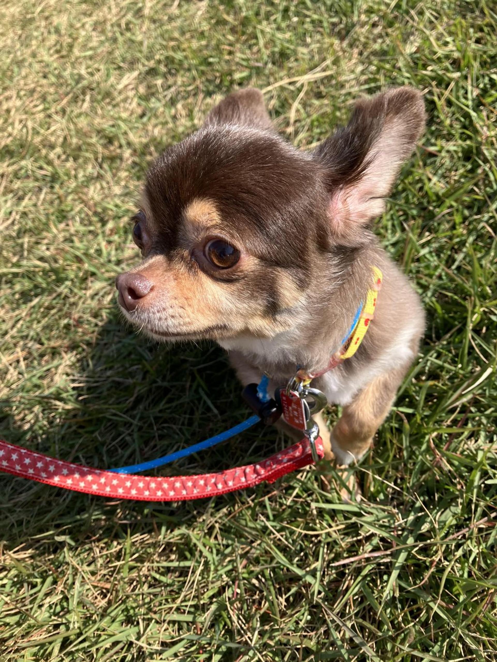 pet-image-3