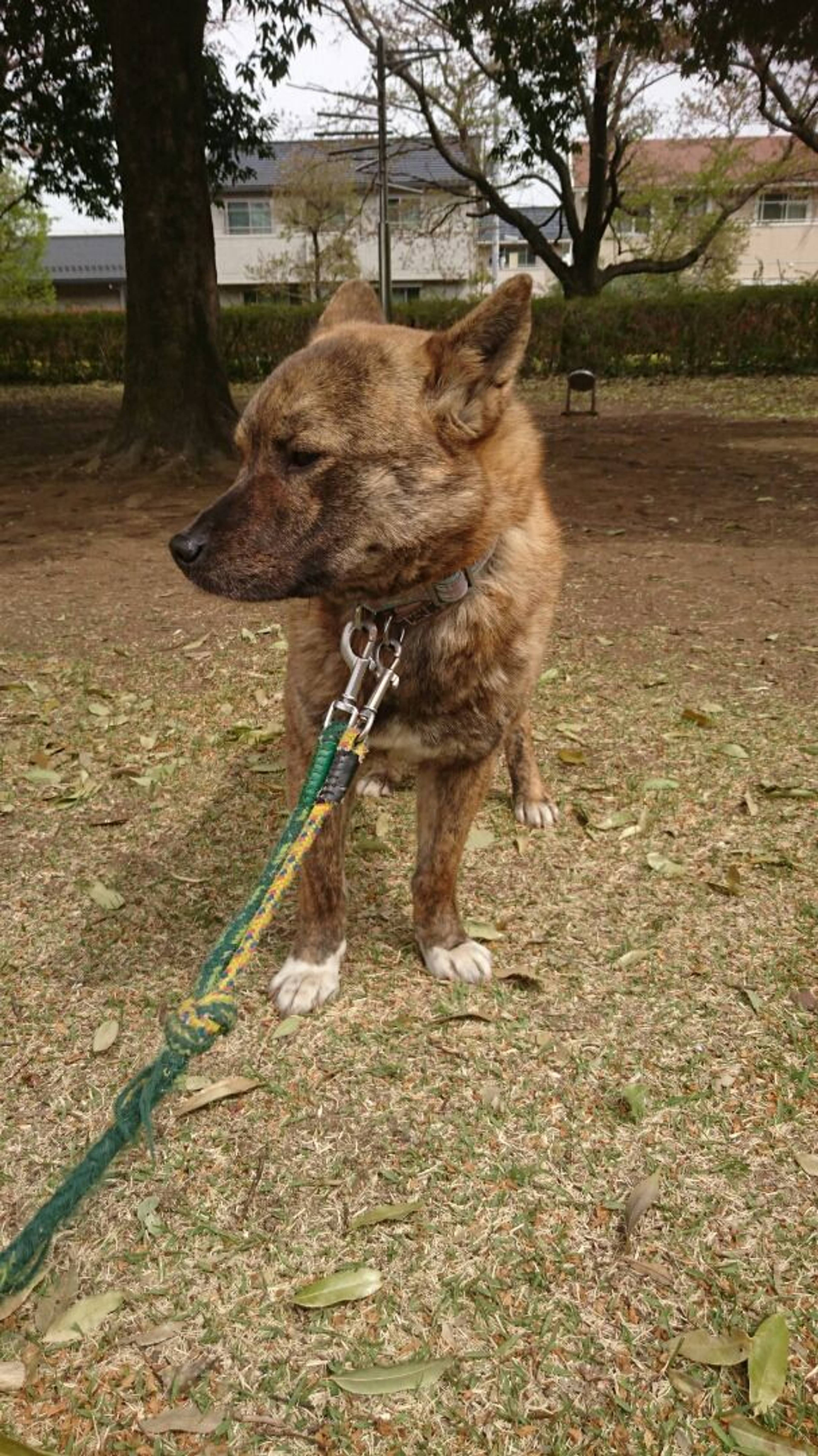 雑種（ミックス犬）・オスの里親募集の写真