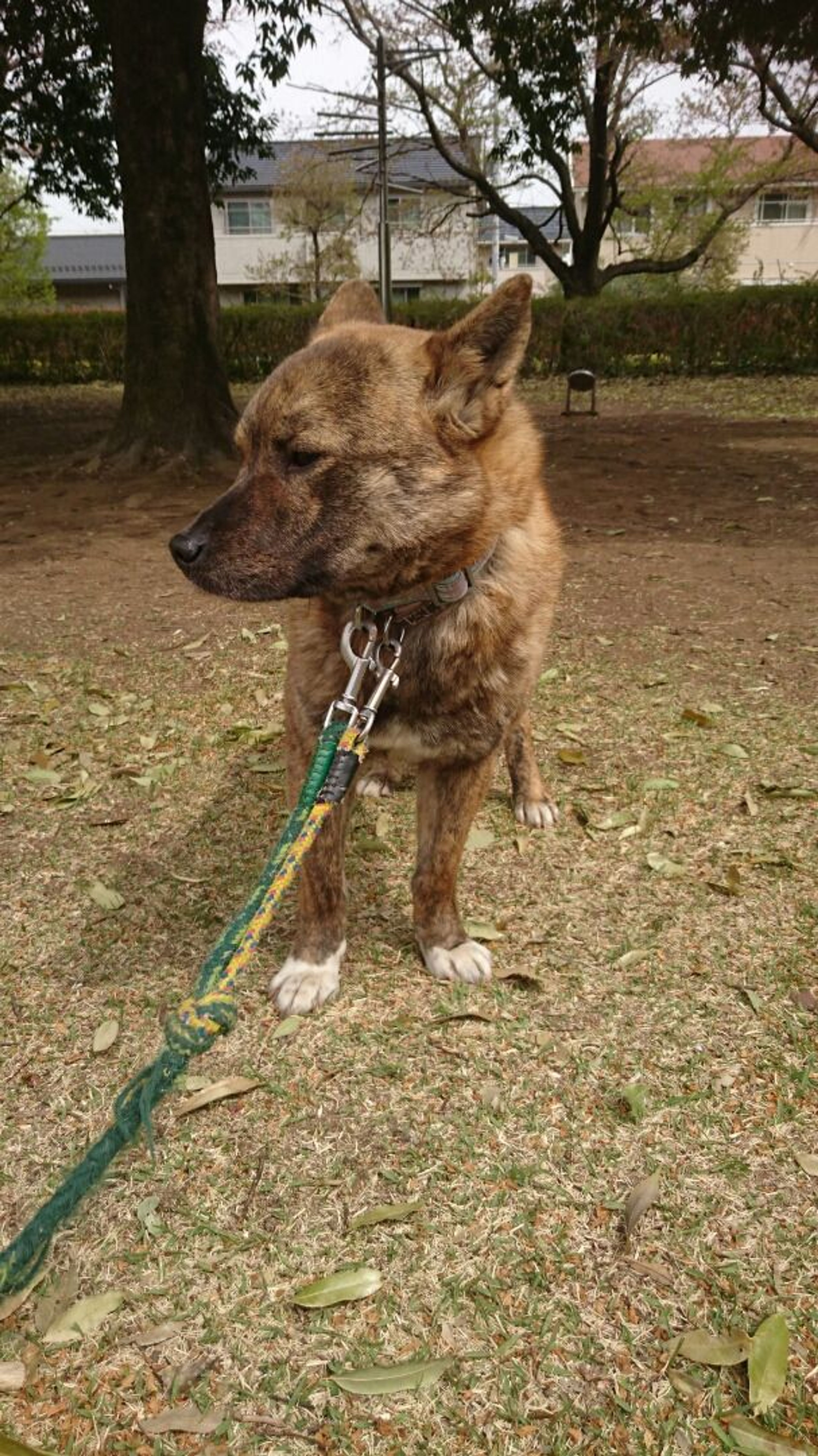 雑種（ミックス犬）・オスの里親募集の写真