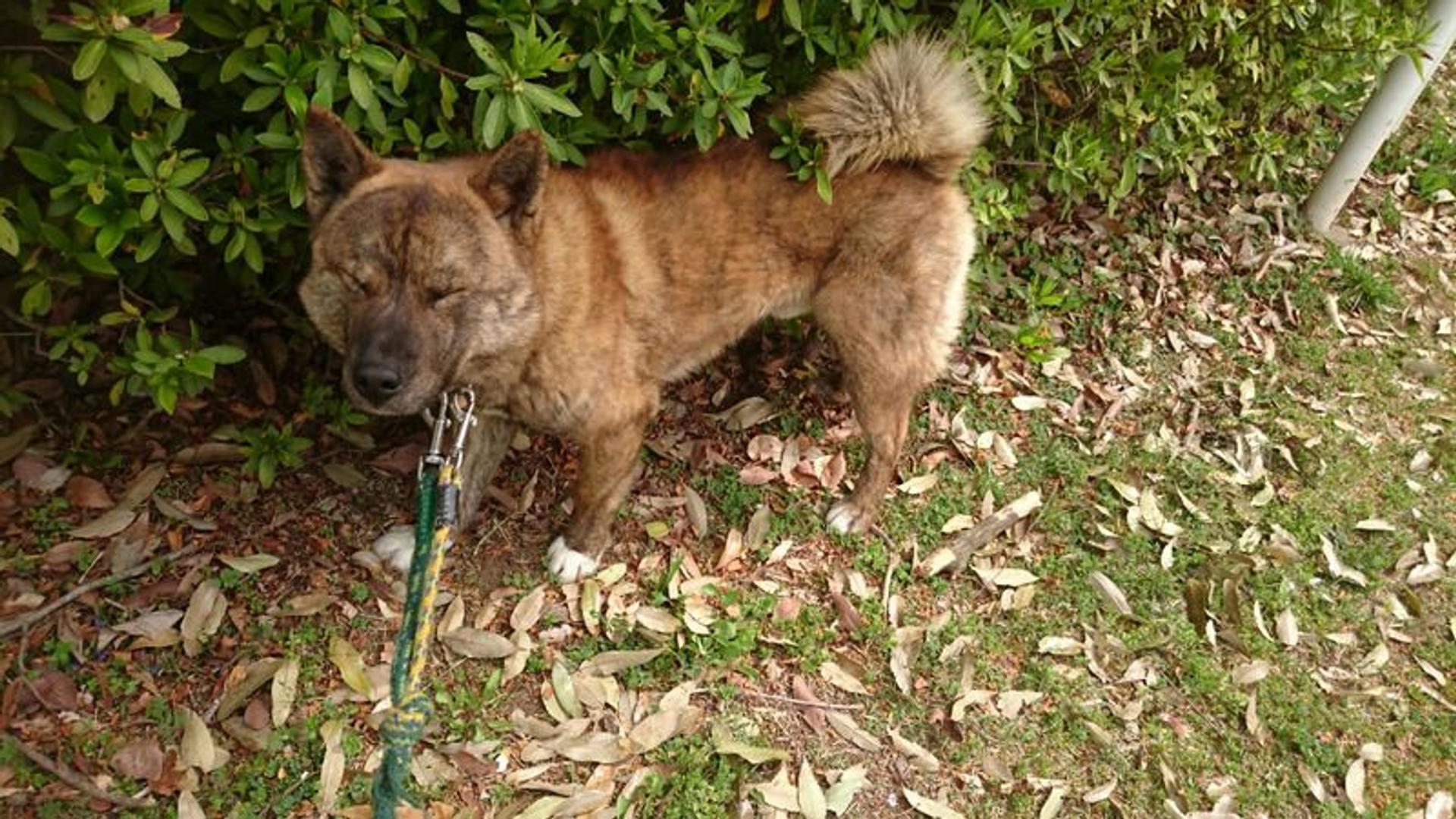 pet-image-2