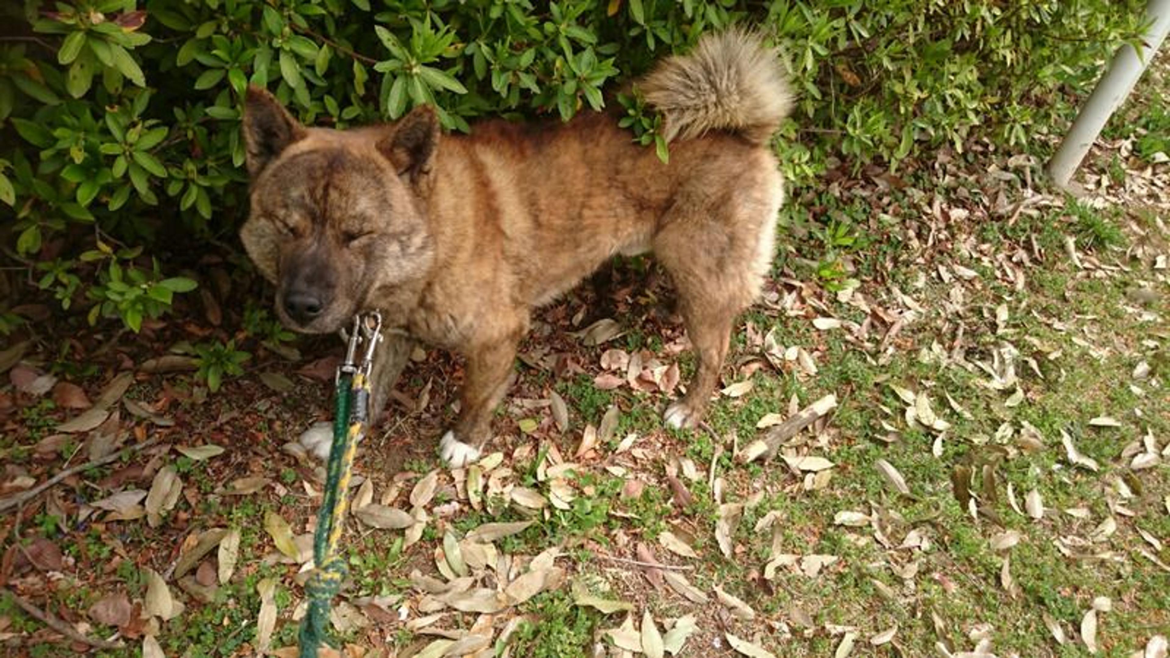 pet-image-2