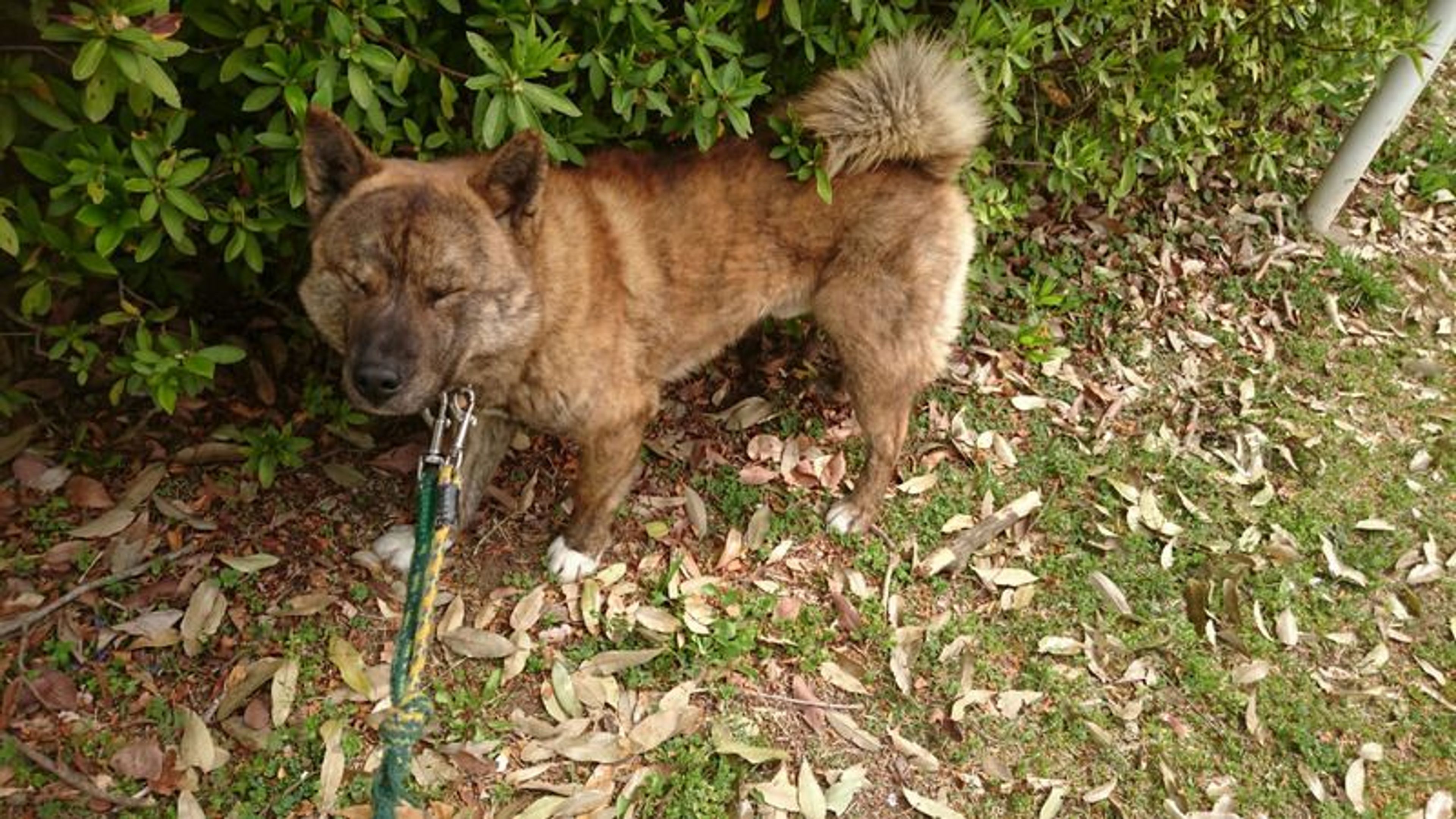 pet-image-2