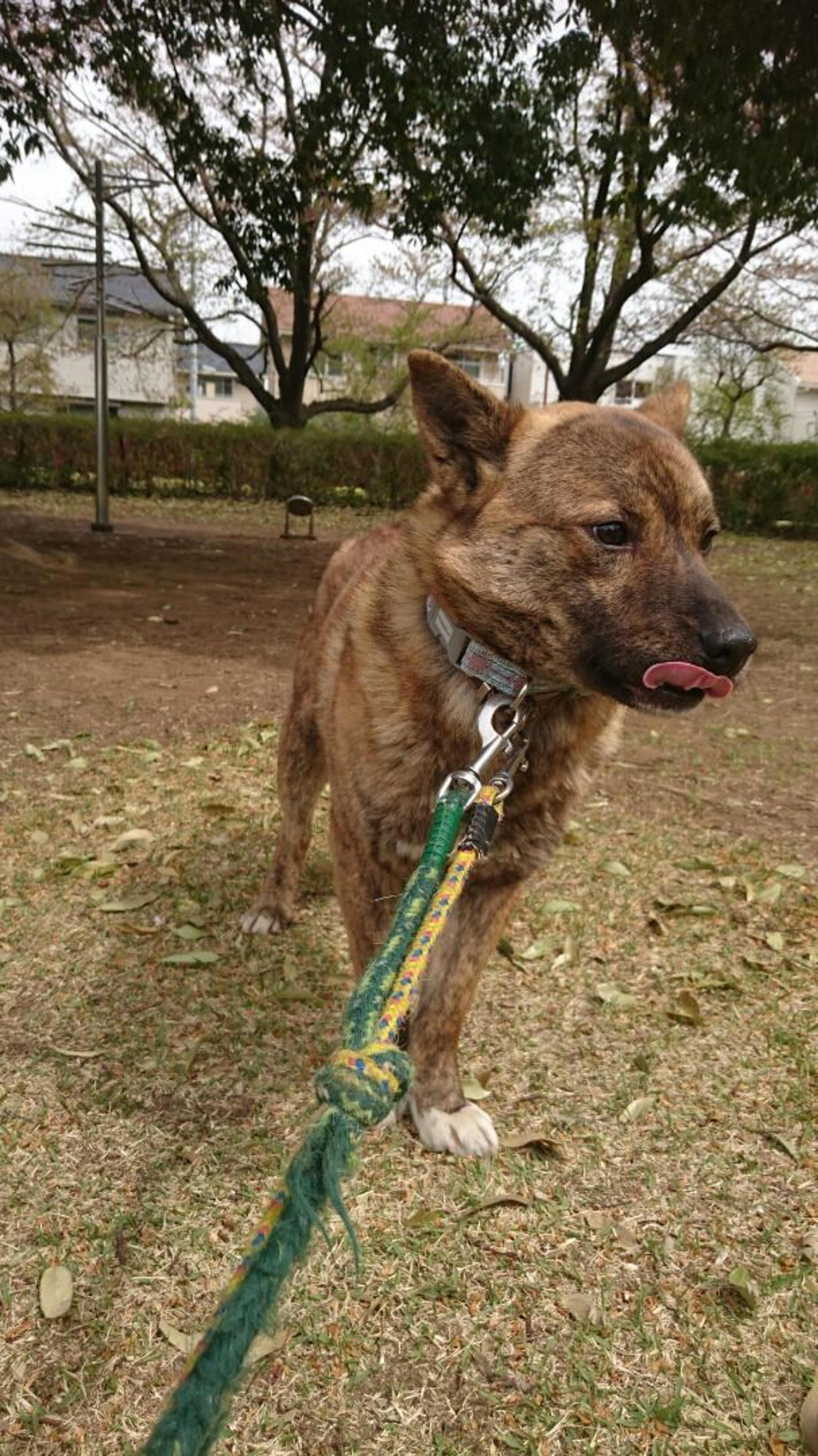 pet-image-4