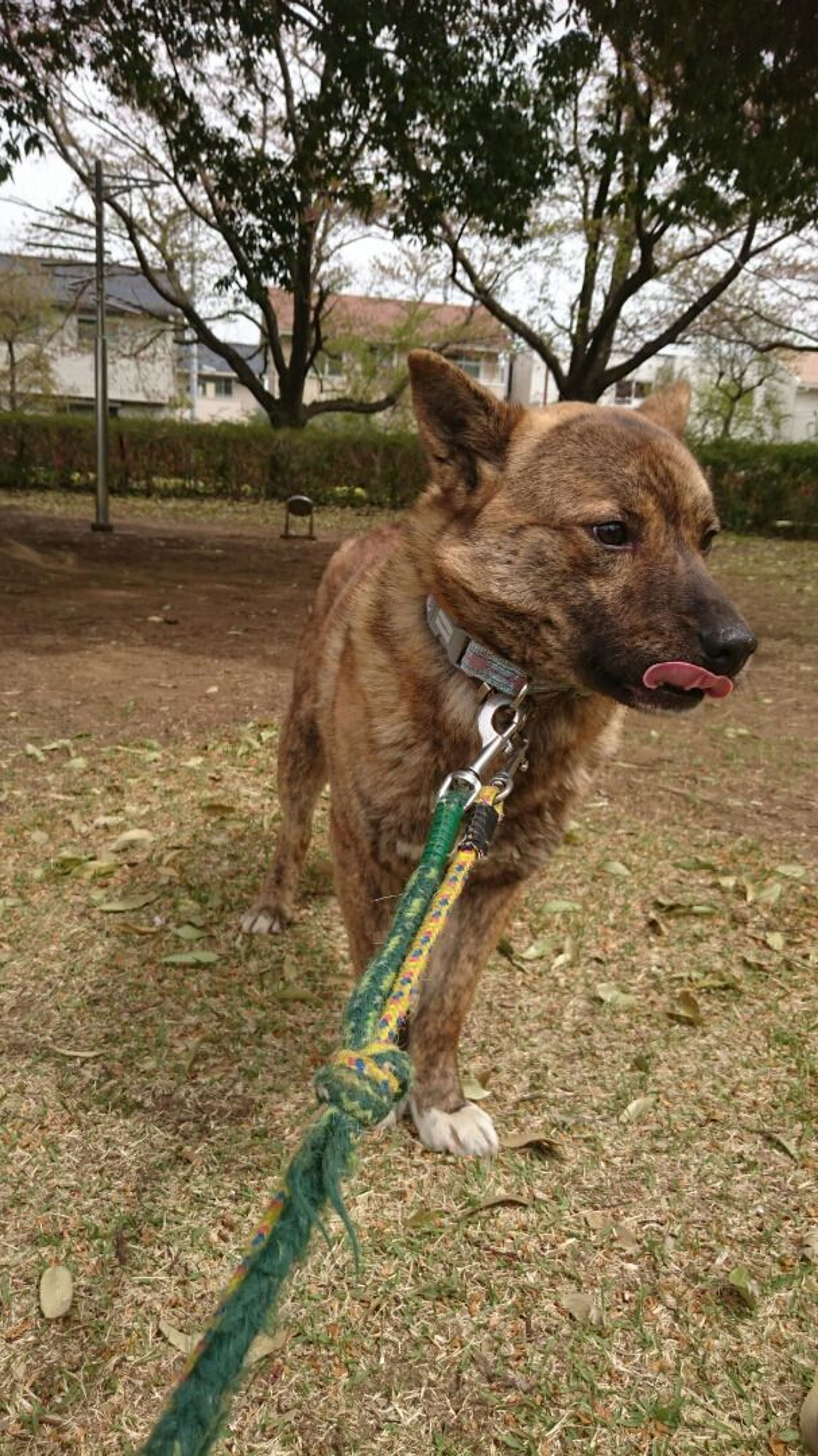 pet-image-4