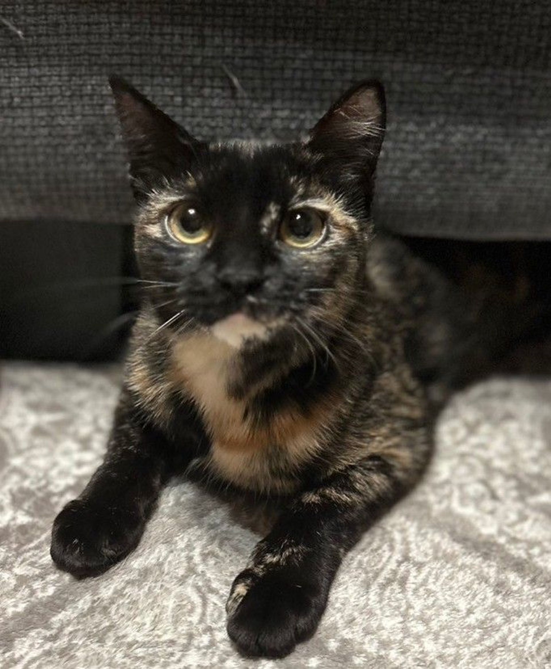 雑種（ミックス猫）・メスの里親募集の写真