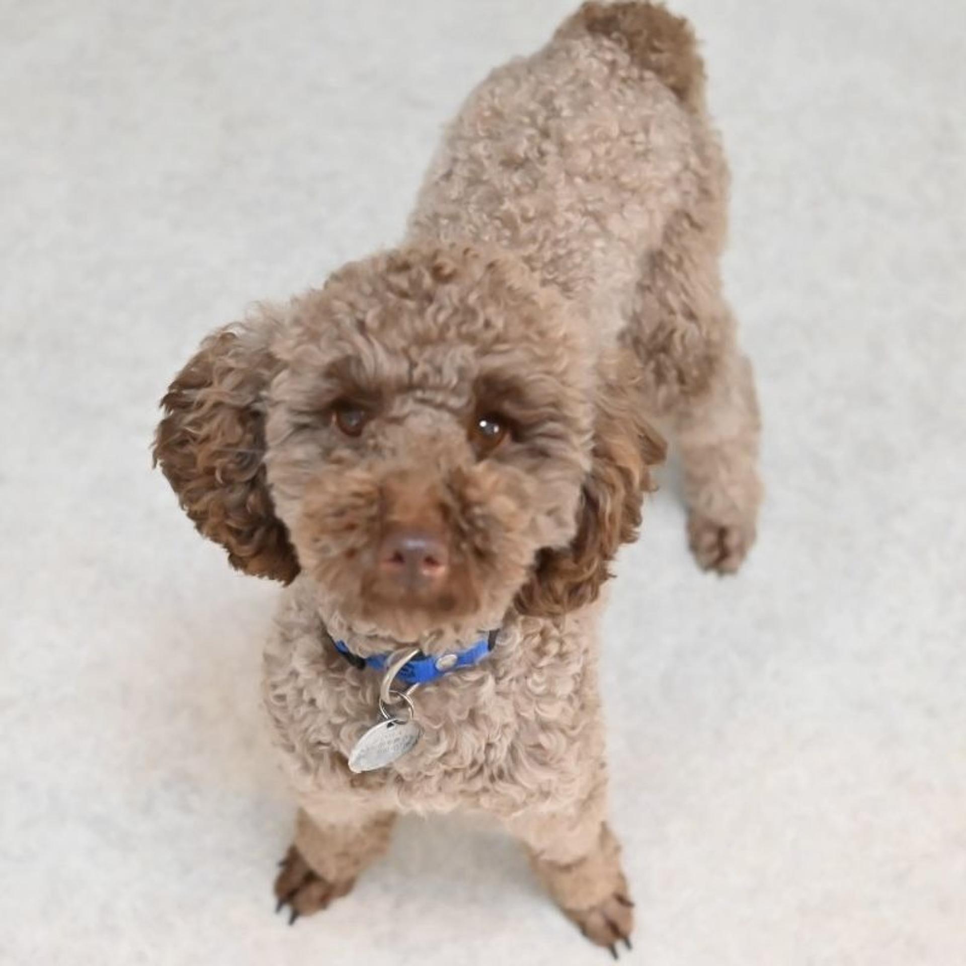 pet-image-6