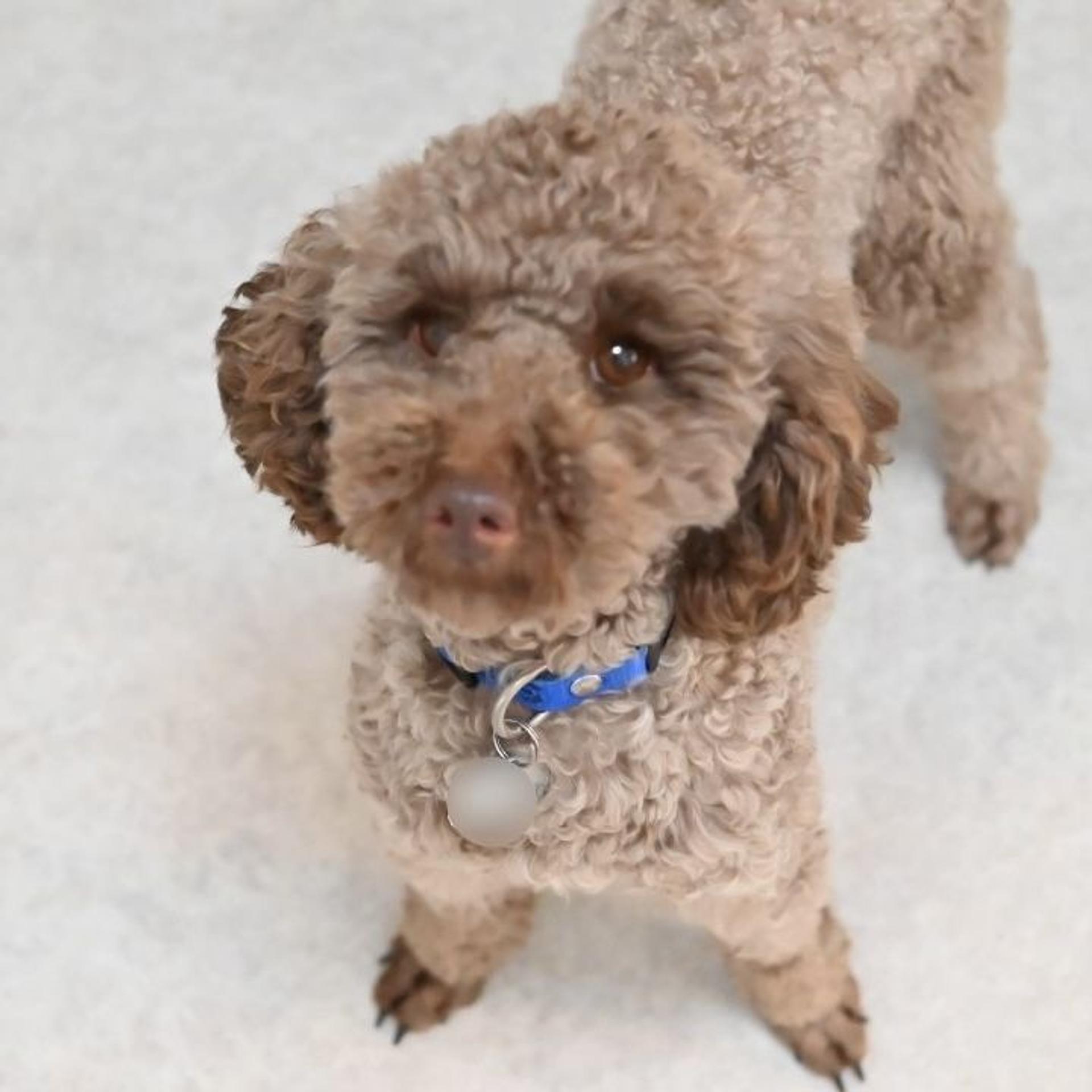 pet-image-8