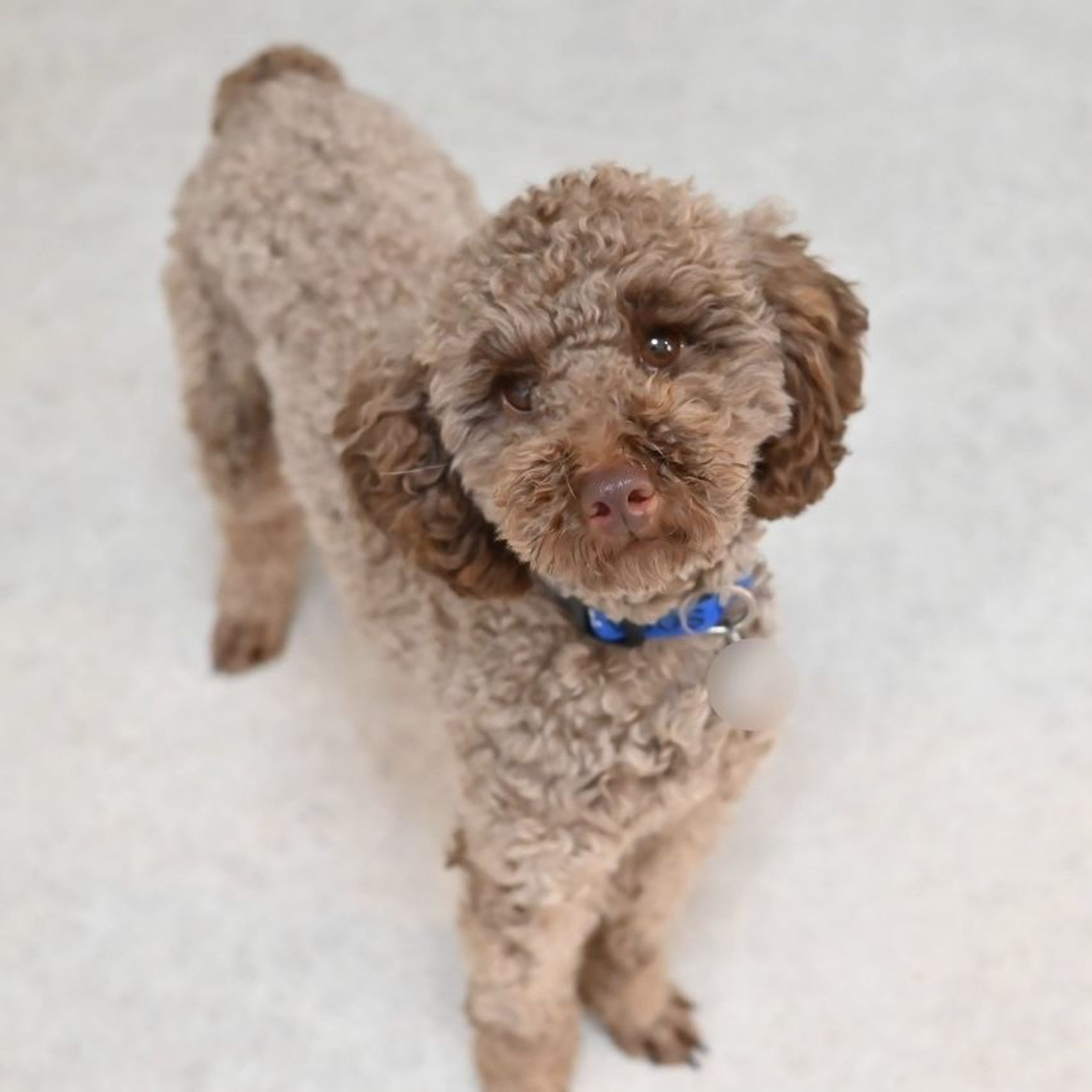 pet-image-2