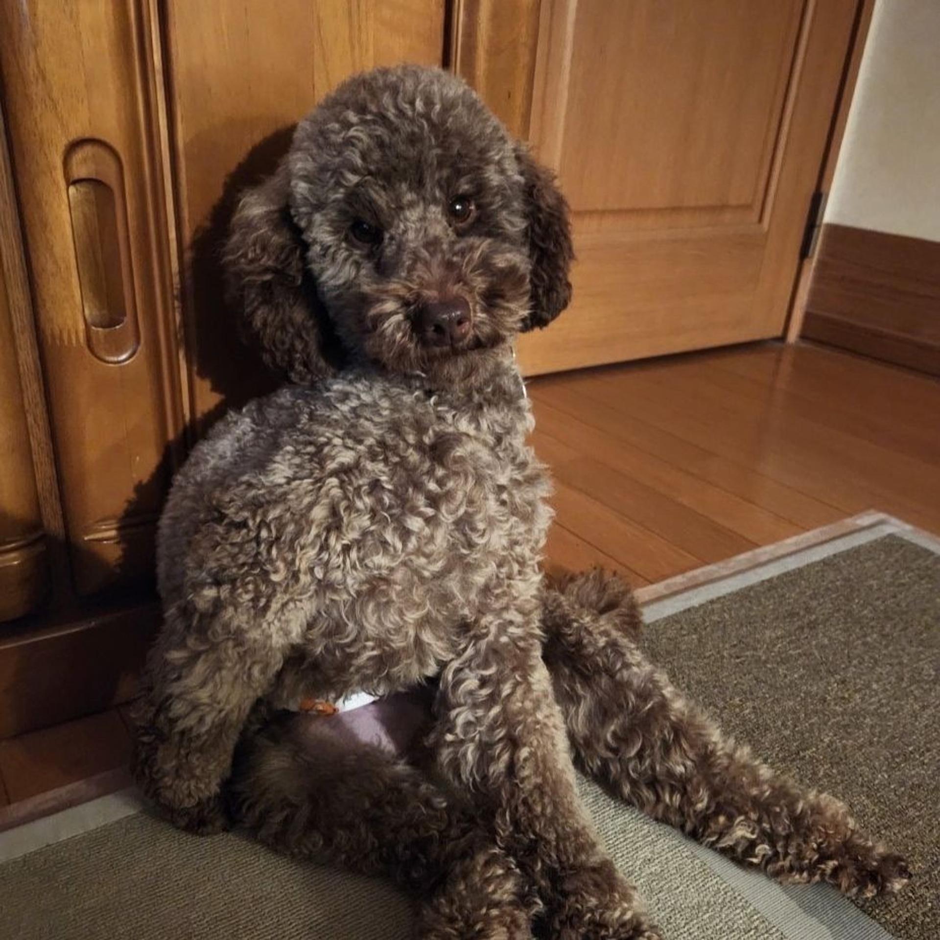 pet-image-4