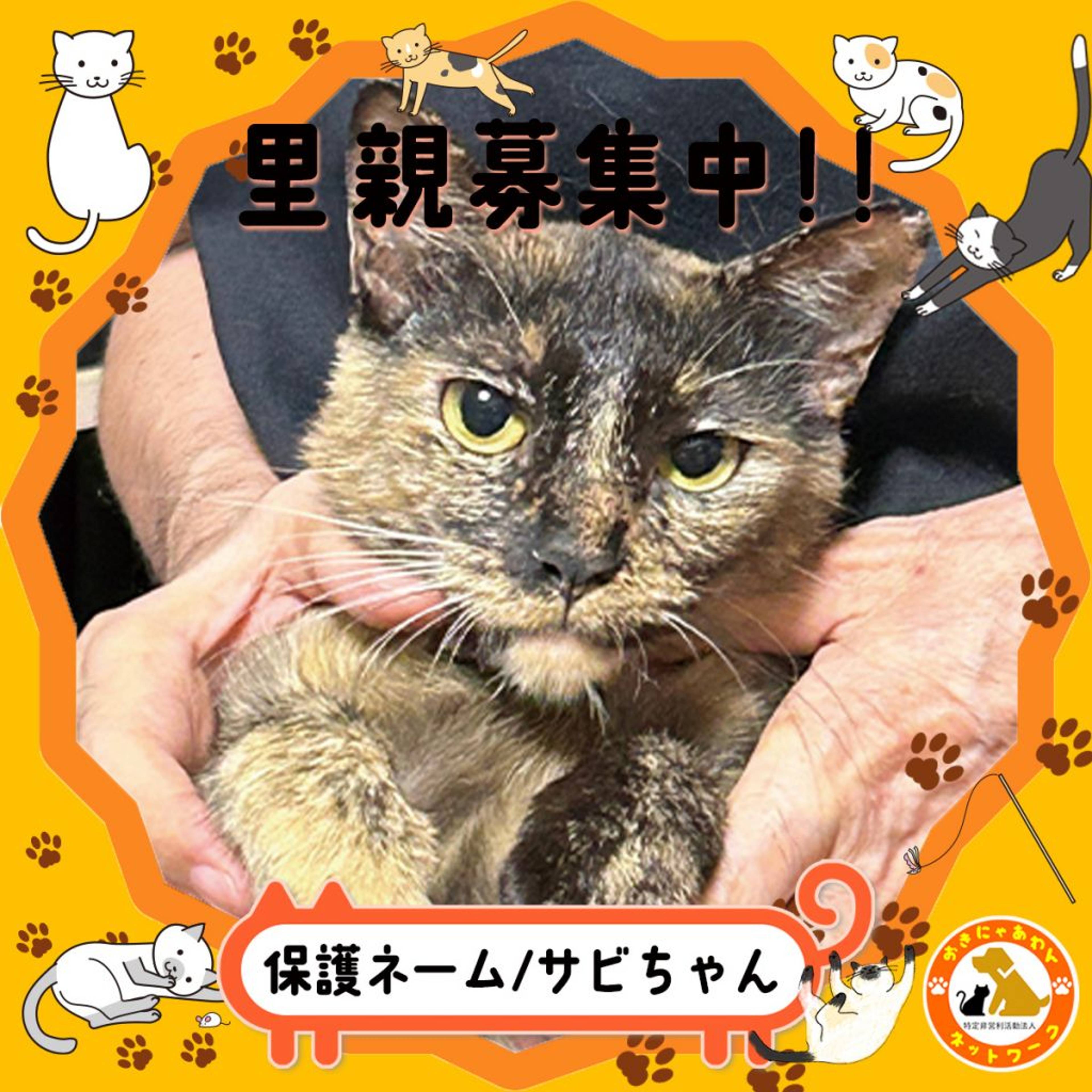 雑種（ミックス猫）・メスの里親募集の写真