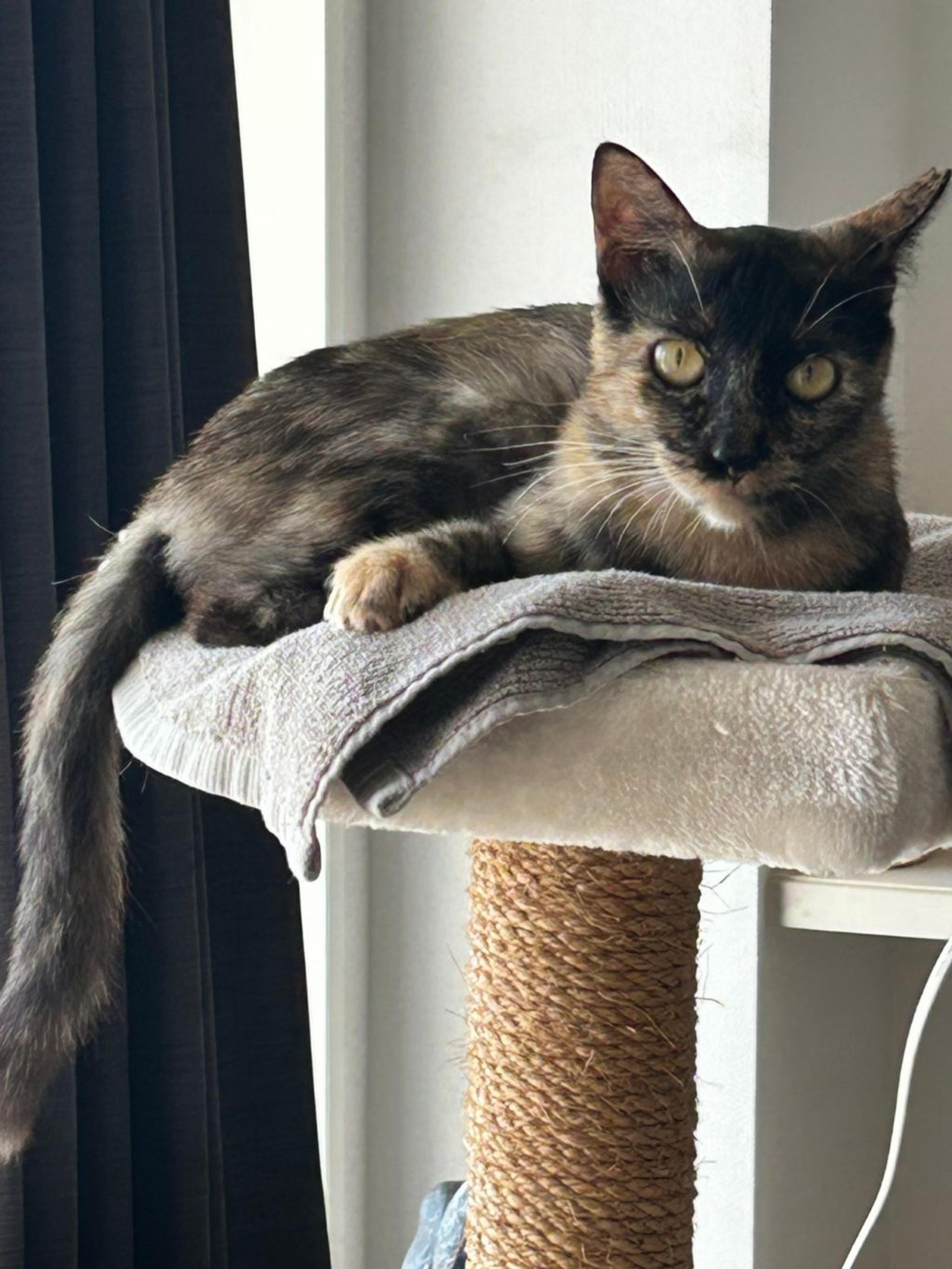 pet-image-4