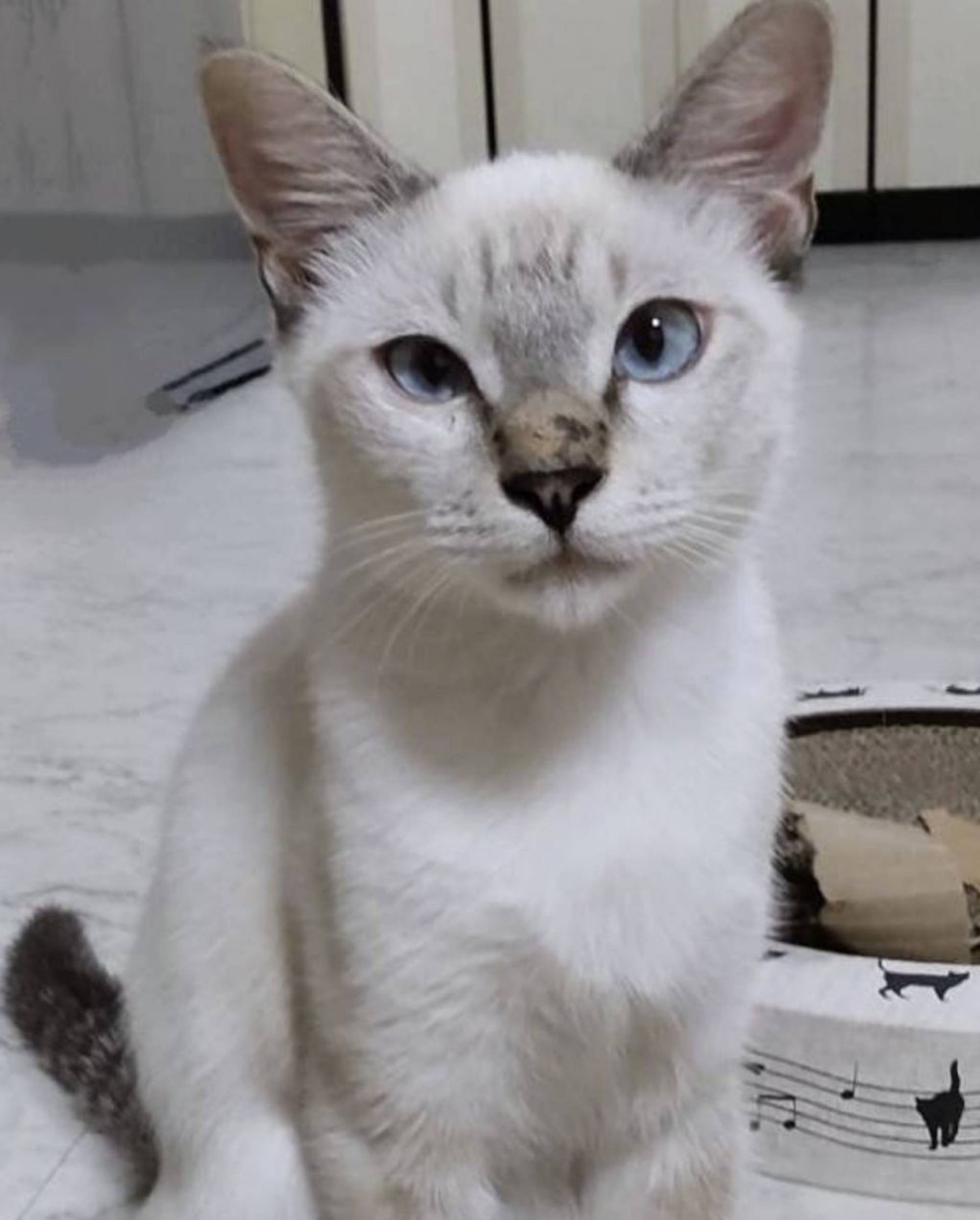 雑種（ミックス猫）・オスの里親募集の写真