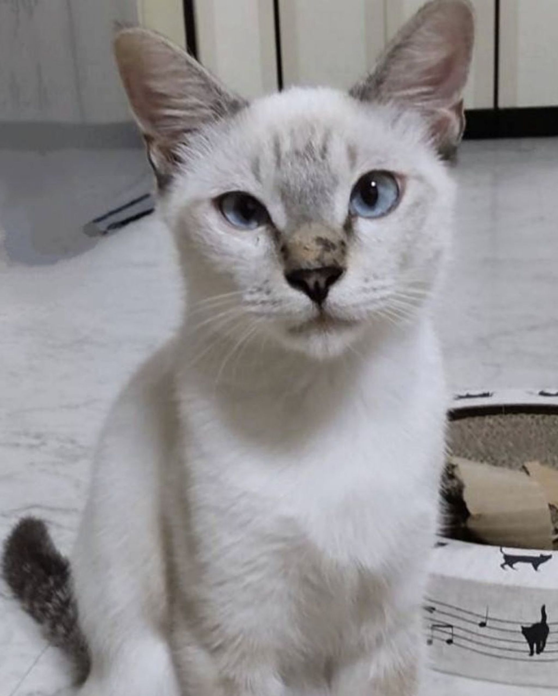雑種（ミックス猫）・オスの里親募集の写真