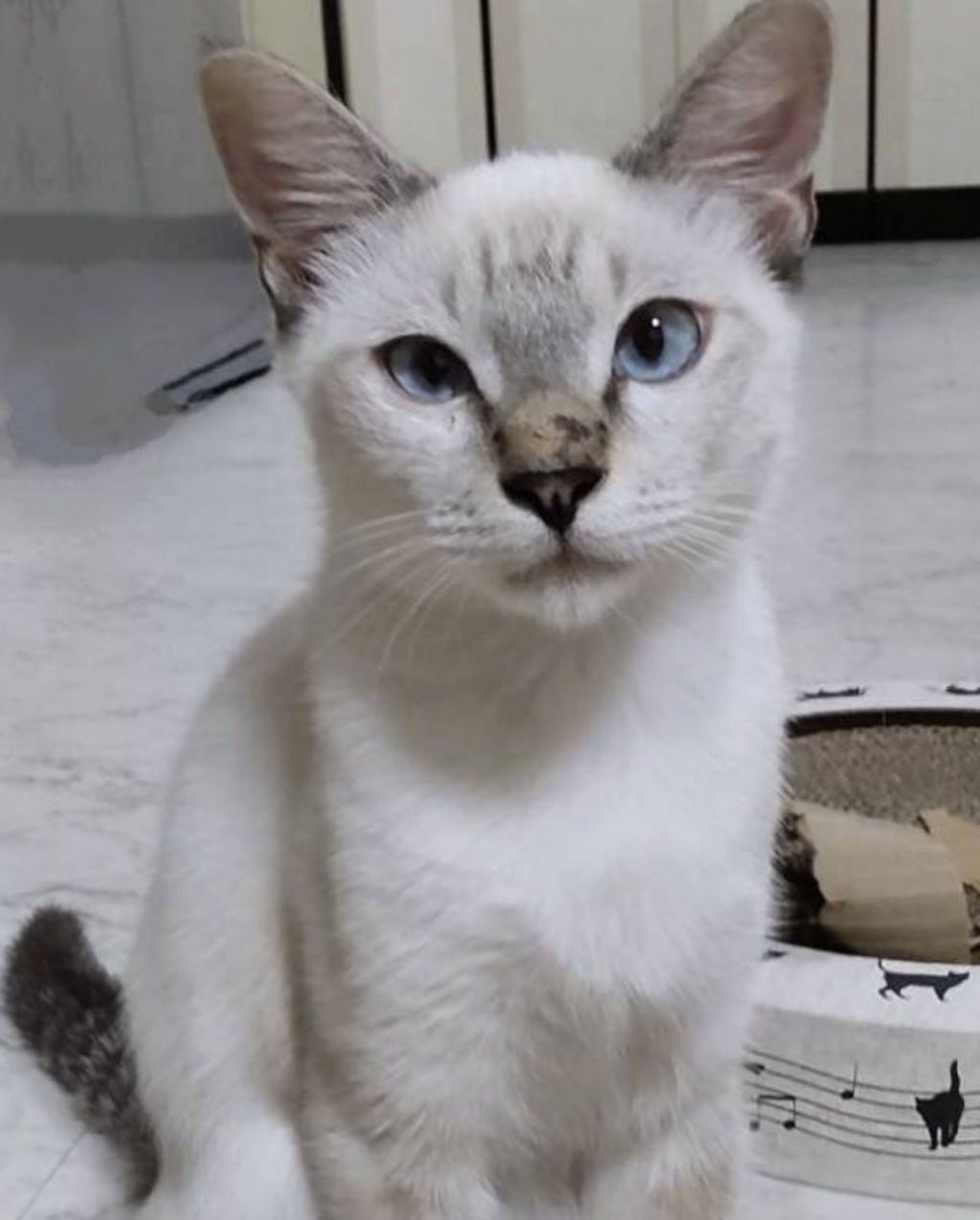 雑種（ミックス猫）・オスの里親募集の写真